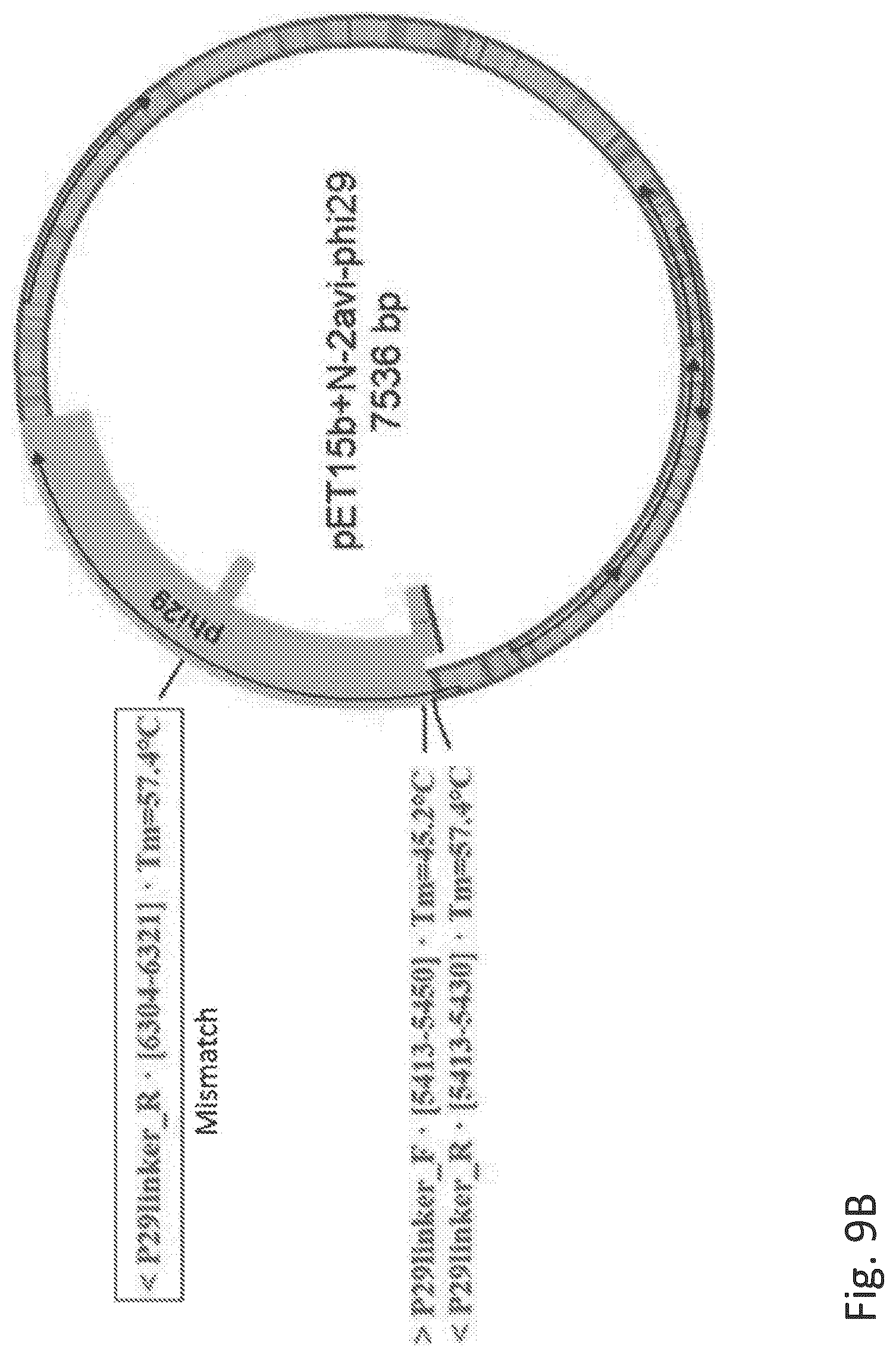 Patent US12351855 Figure 12 – Bioelectronic circuits, systems and methods for preparing and using them