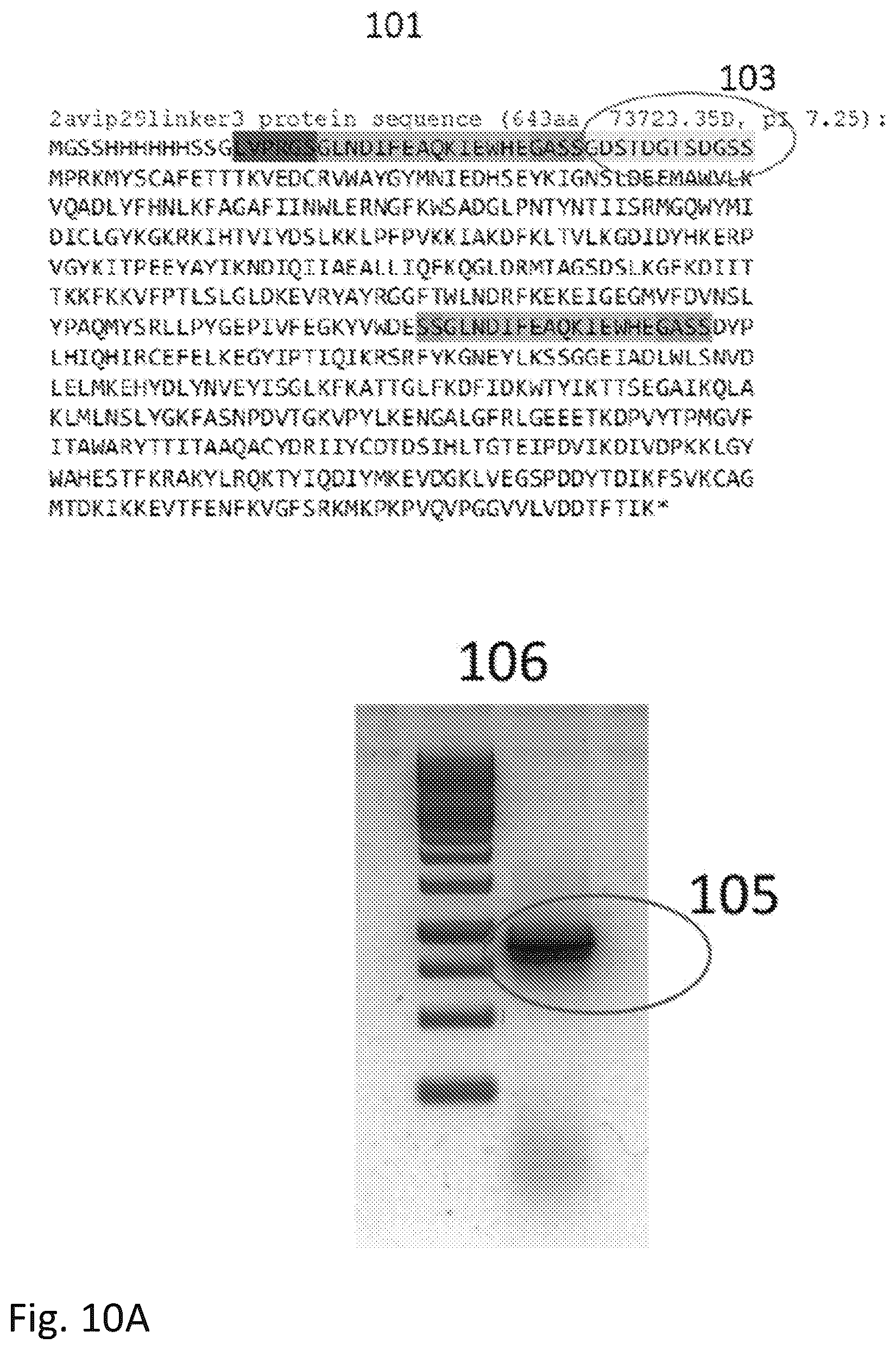 Patent US12351855 Figure 13 – Bioelectronic circuits, systems and methods for preparing and using them