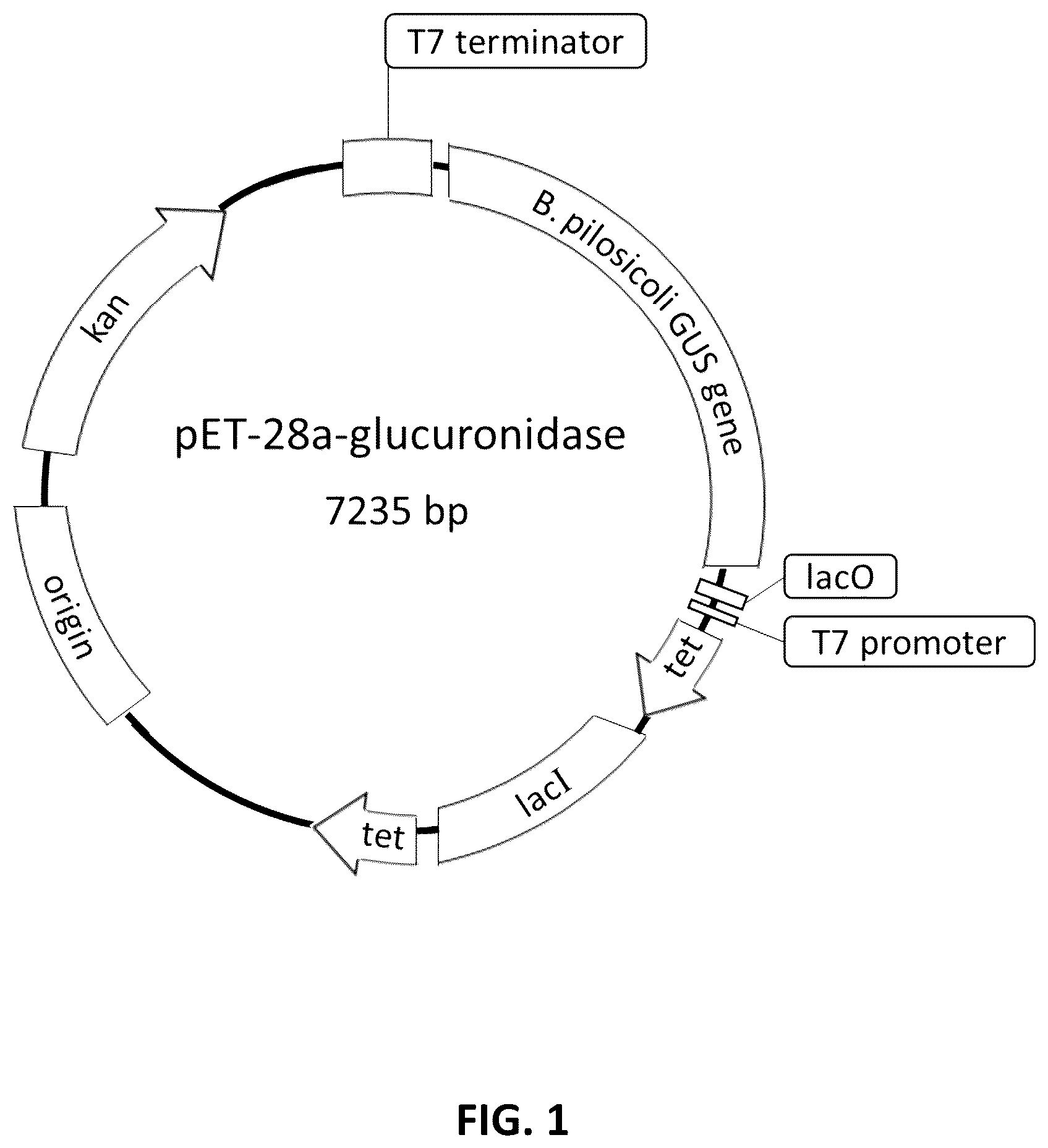 Patent US12351856 Figure 1 – Method for detecting opioids, opiates, cannabinoids, or benzodiazepines in a sample with a β-glucuronidase enzyme