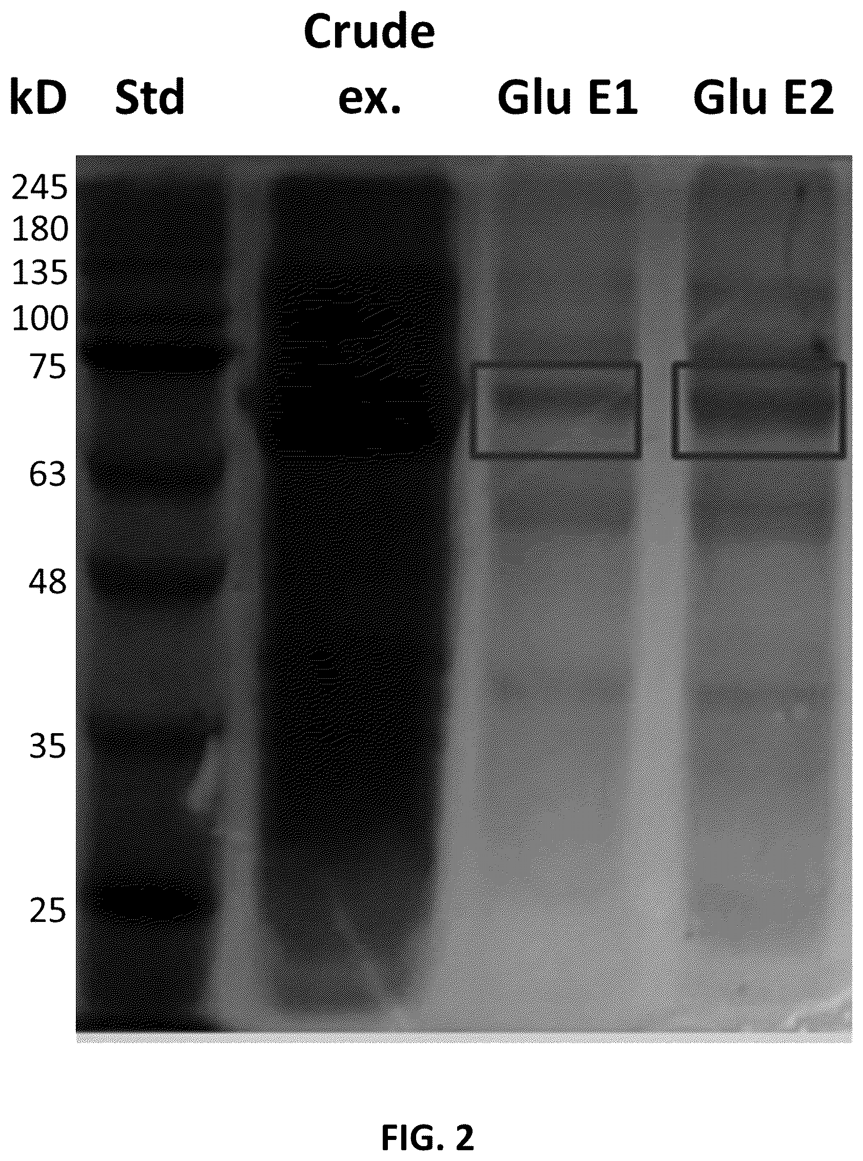 Patent US12351856 Figure 2 – Method for detecting opioids, opiates, cannabinoids, or benzodiazepines in a sample with a β-glucuronidase enzyme