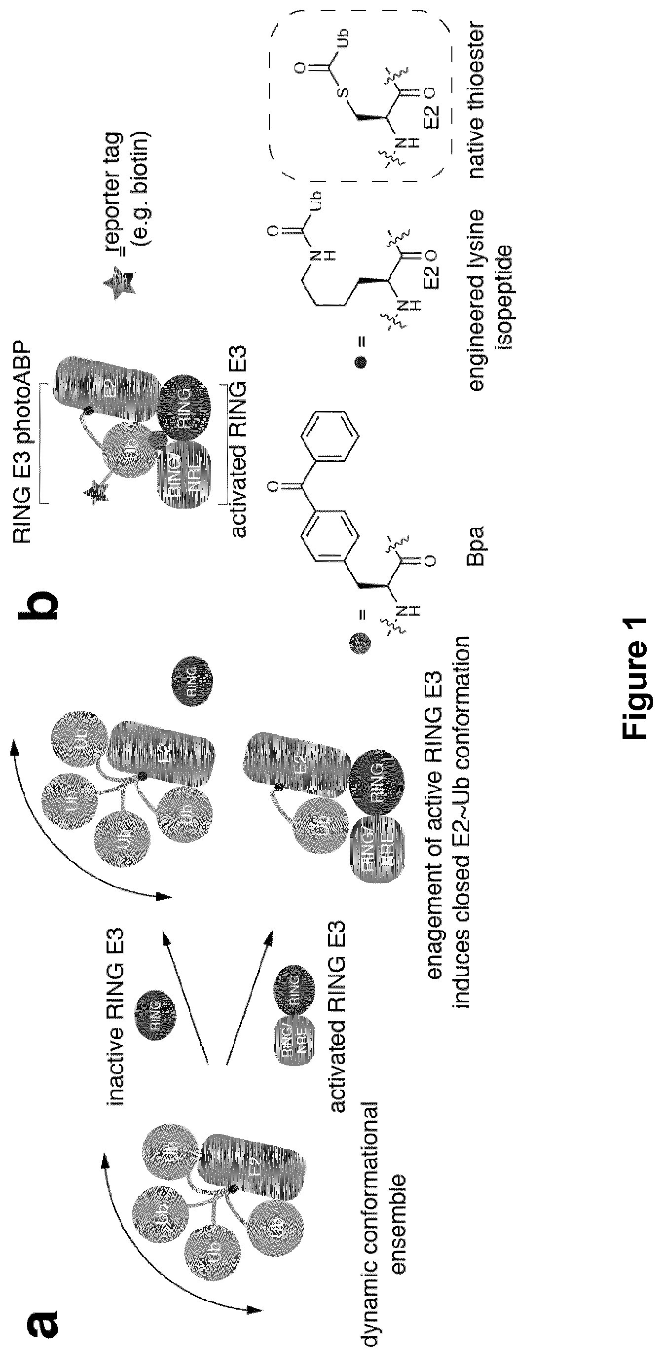 Patent US12351857 Figure 1 – Activity based probes