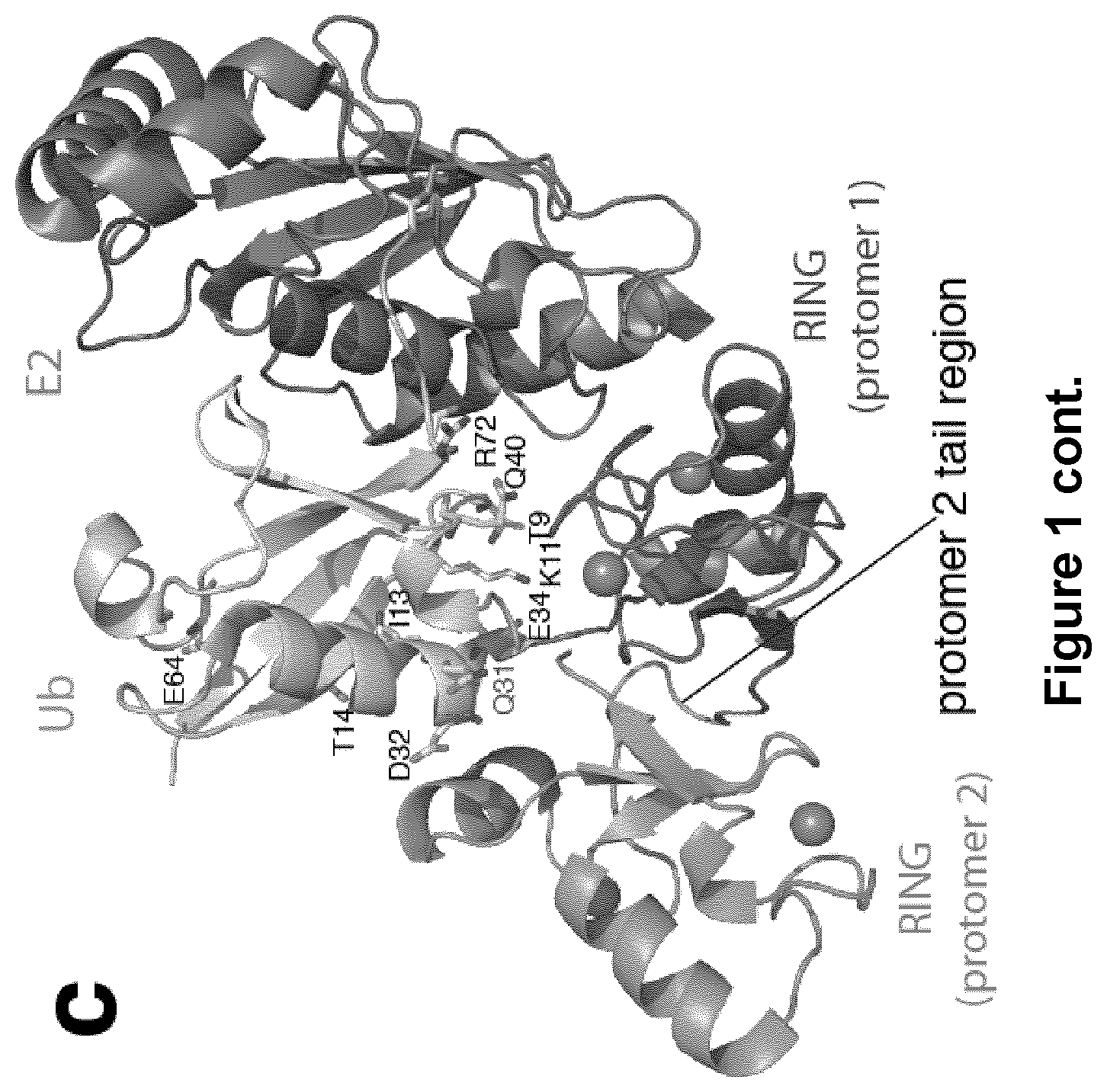 Patent US12351857 Figure 2 – Activity based probes