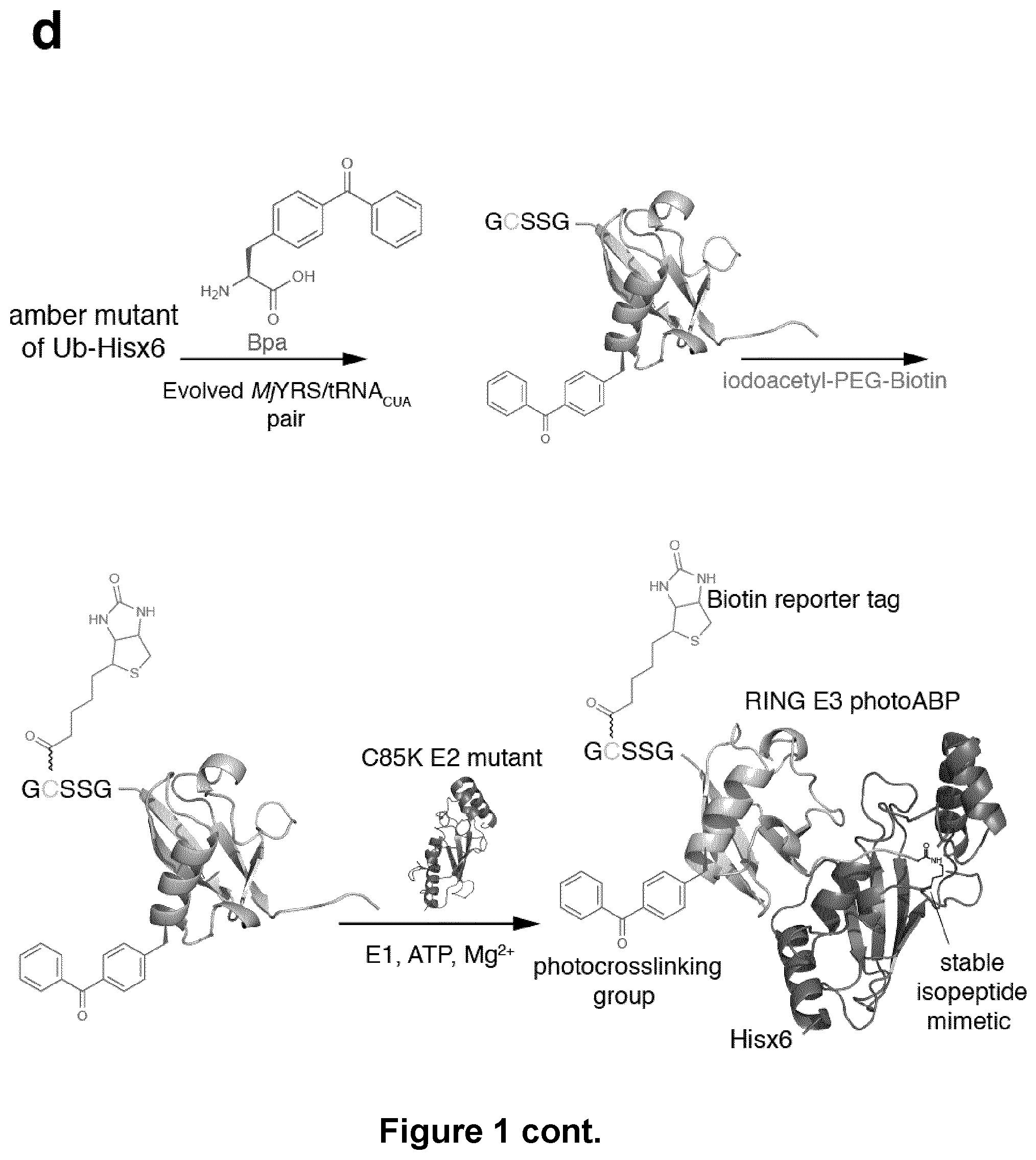 Patent US12351857 Figure 3 – Activity based probes