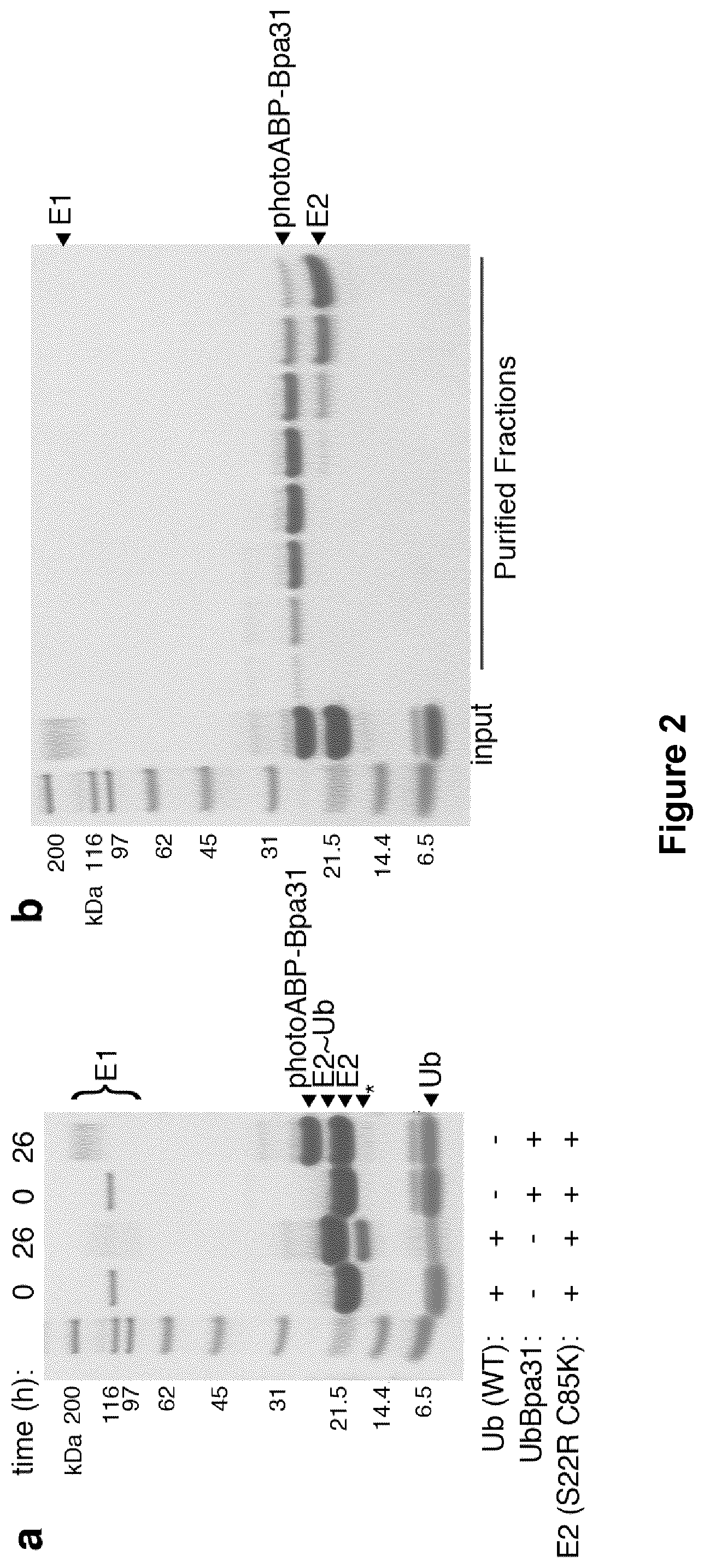 Patent US12351857 Figure 4 – Activity based probes