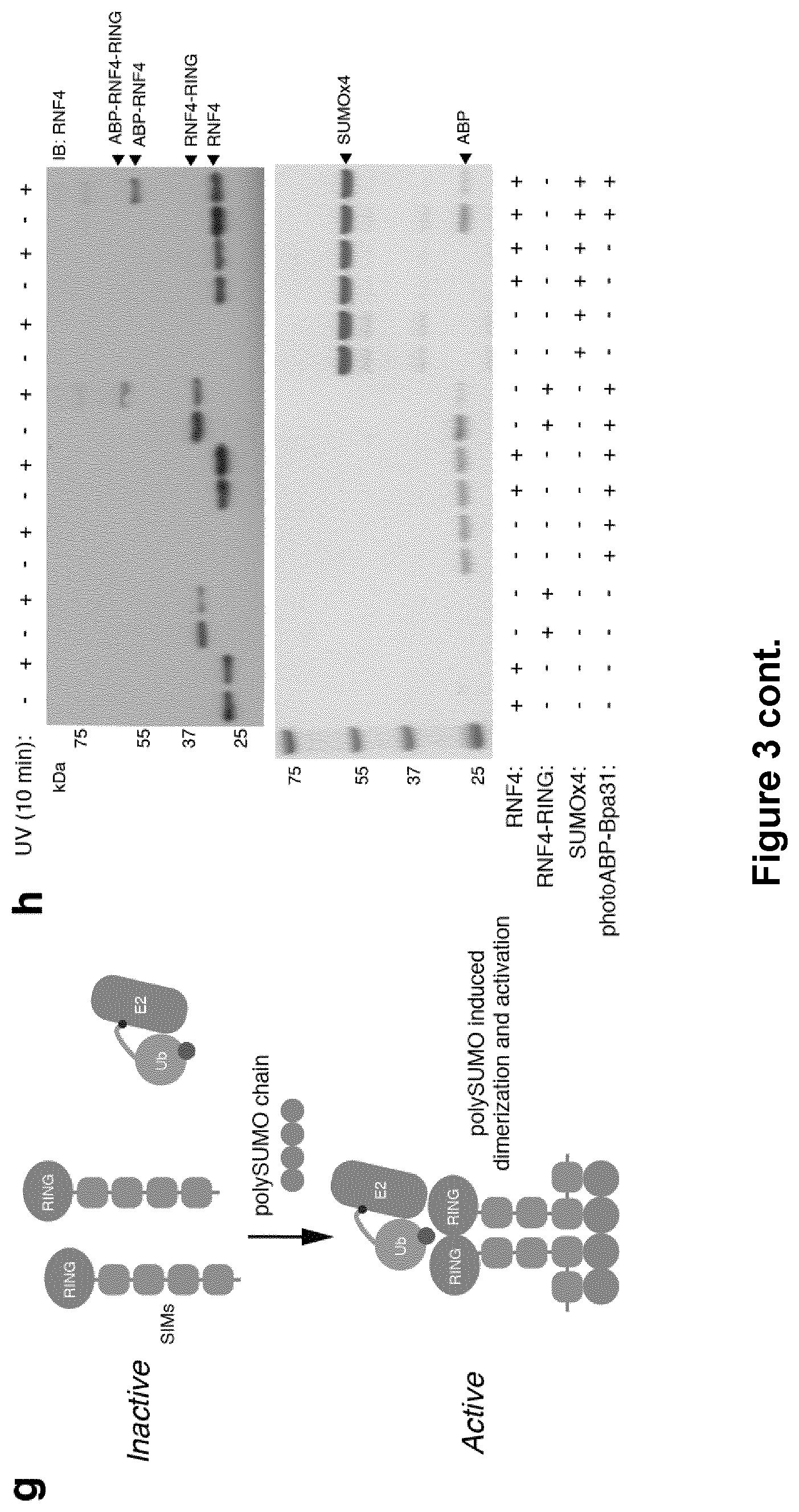 Patent US12351857 Figure 7 – Activity based probes