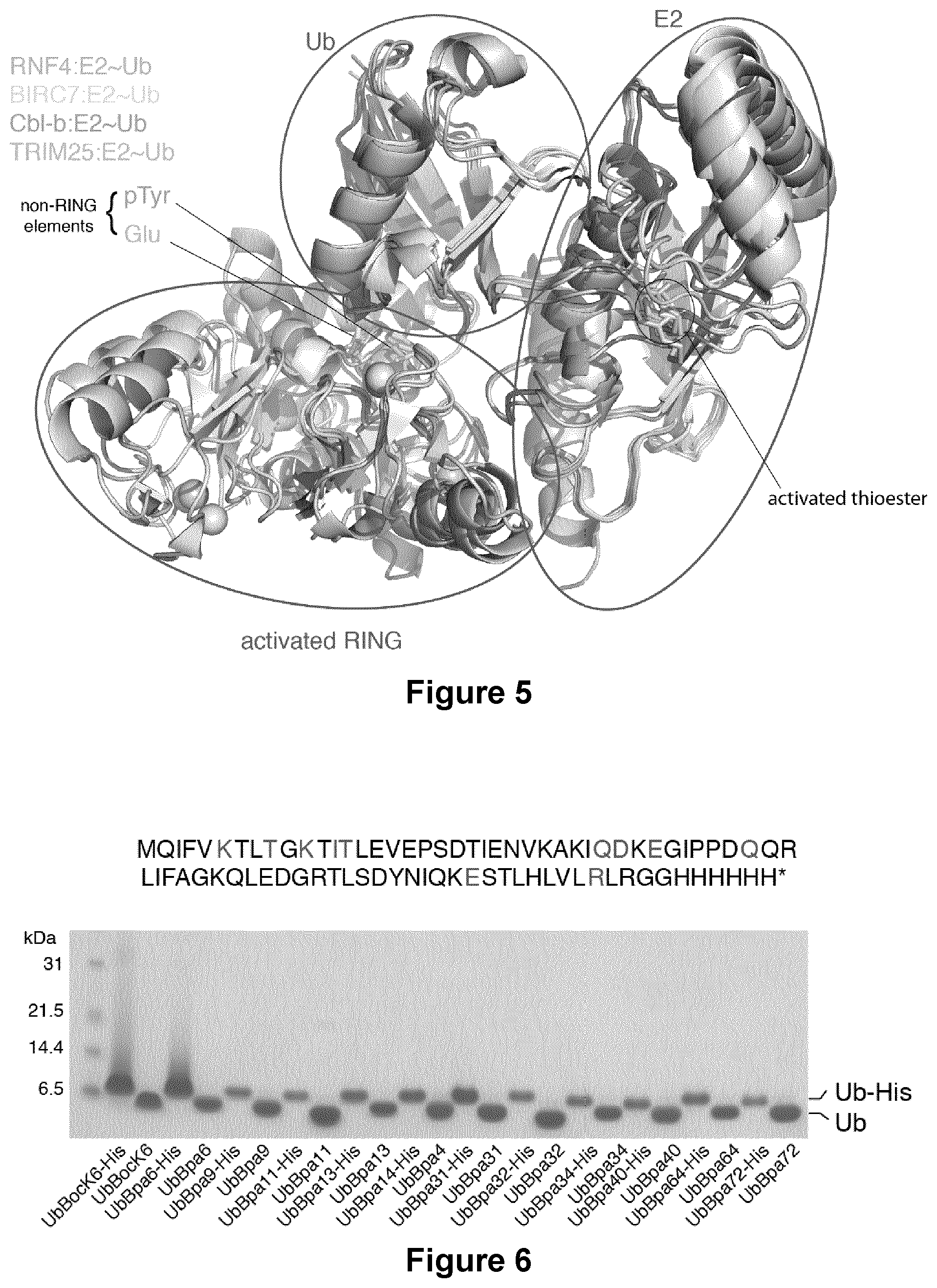 Patent US12351857 Figure 10 – Activity based probes