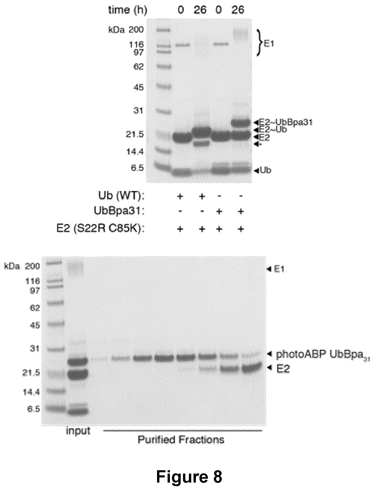 Patent US12351857 Figure 17 – Activity based probes