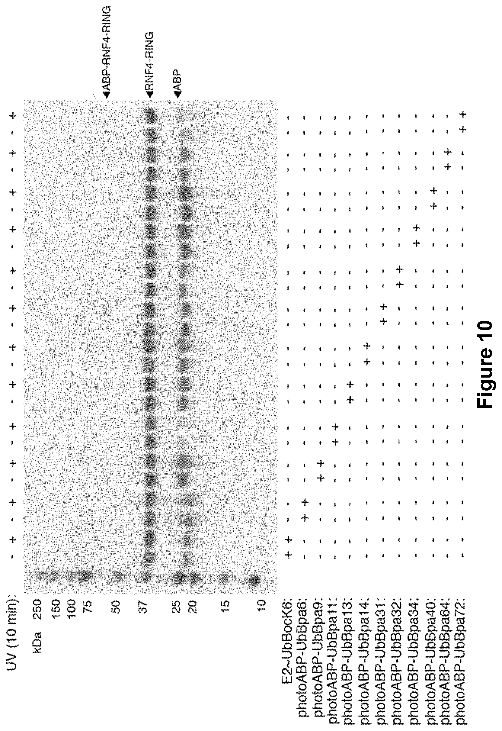 Patent US12351857 Figure 19 – Activity based probes