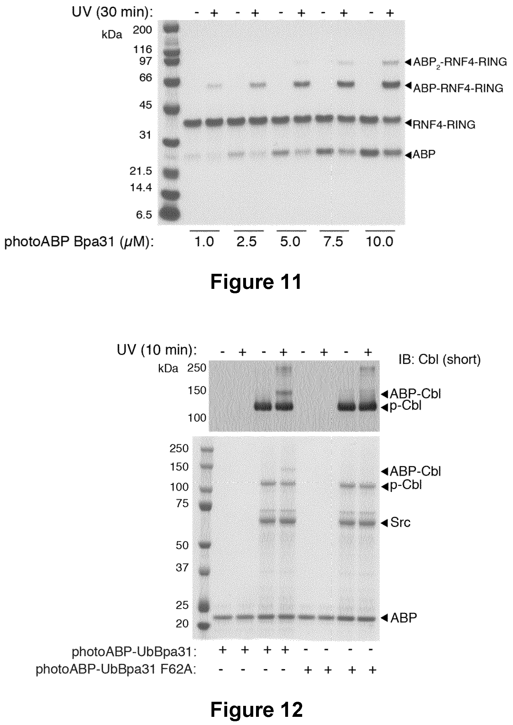Patent US12351857 Figure 20 – Activity based probes