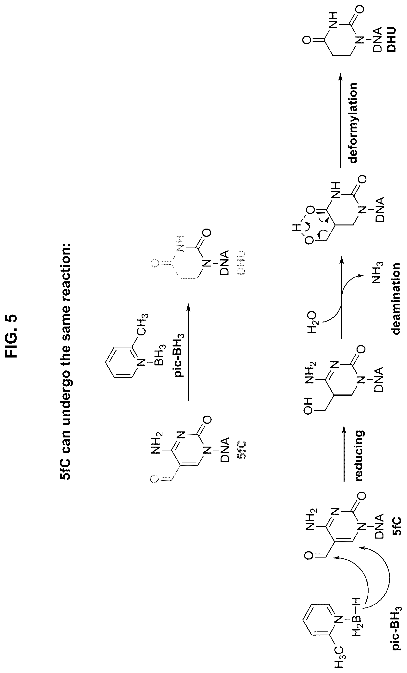 Patent US12351859 Figure 5 – Methods for the epigenetic analysis of DNA, particularly cell-free DNA