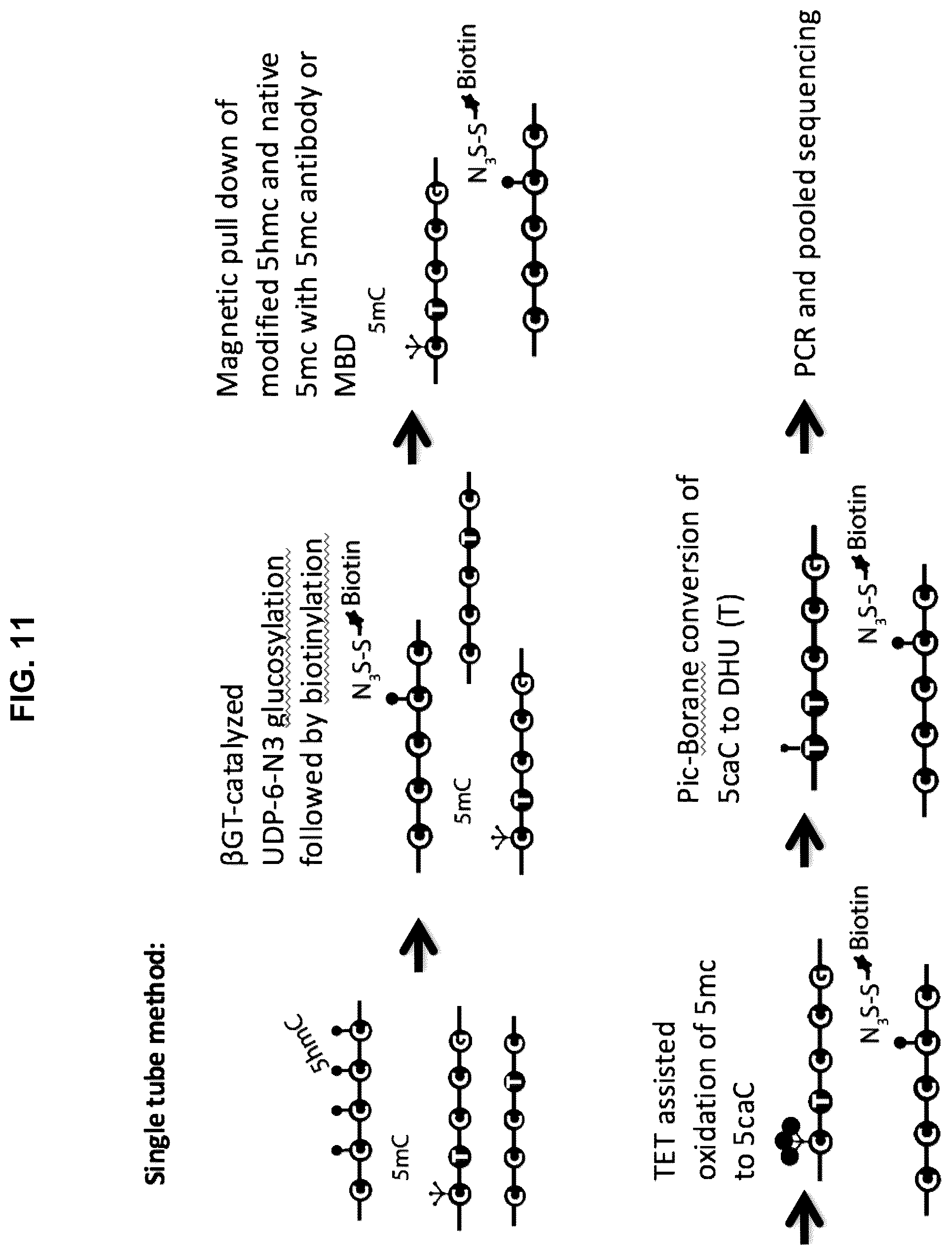 Patent US12351859 Figure 11 – Methods for the epigenetic analysis of DNA, particularly cell-free DNA
