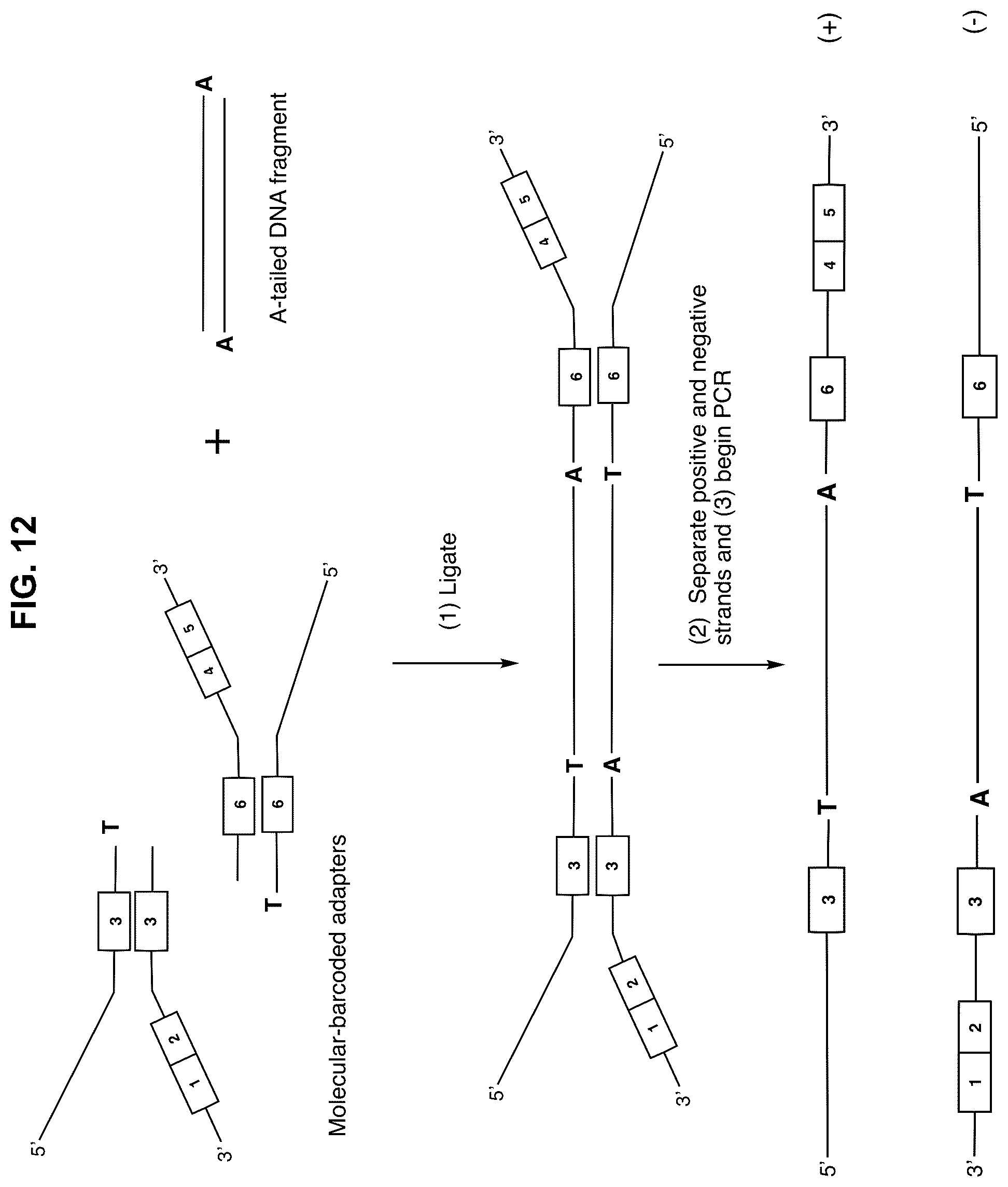 Patent US12351859 Figure 12 – Methods for the epigenetic analysis of DNA, particularly cell-free DNA