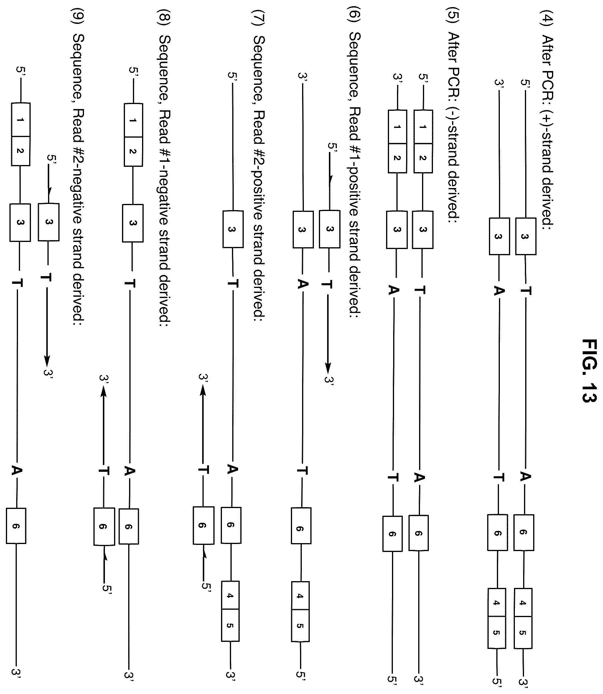 Patent US12351859 Figure 13 – Methods for the epigenetic analysis of DNA, particularly cell-free DNA