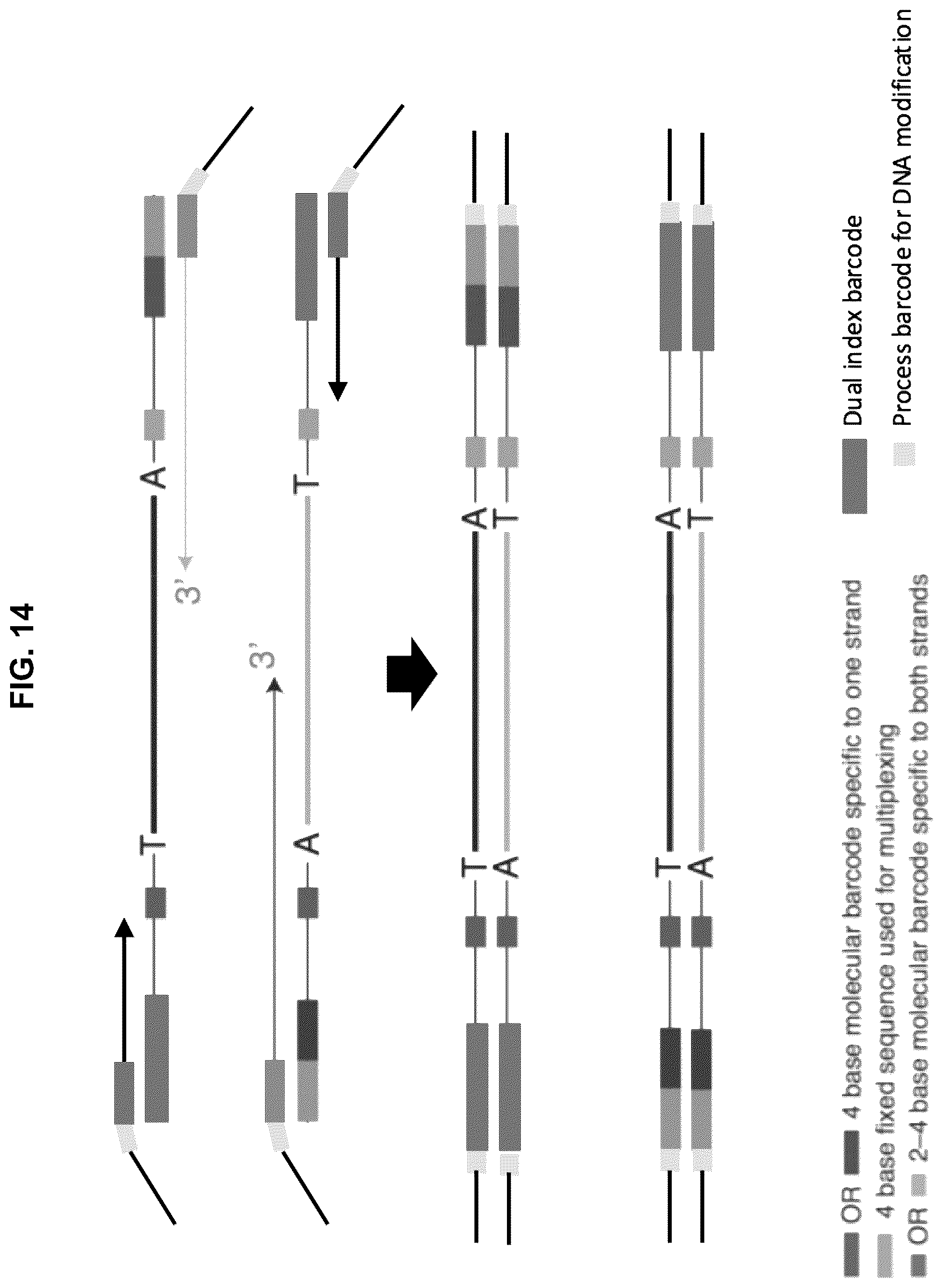 Patent US12351859 Figure 14 – Methods for the epigenetic analysis of DNA, particularly cell-free DNA