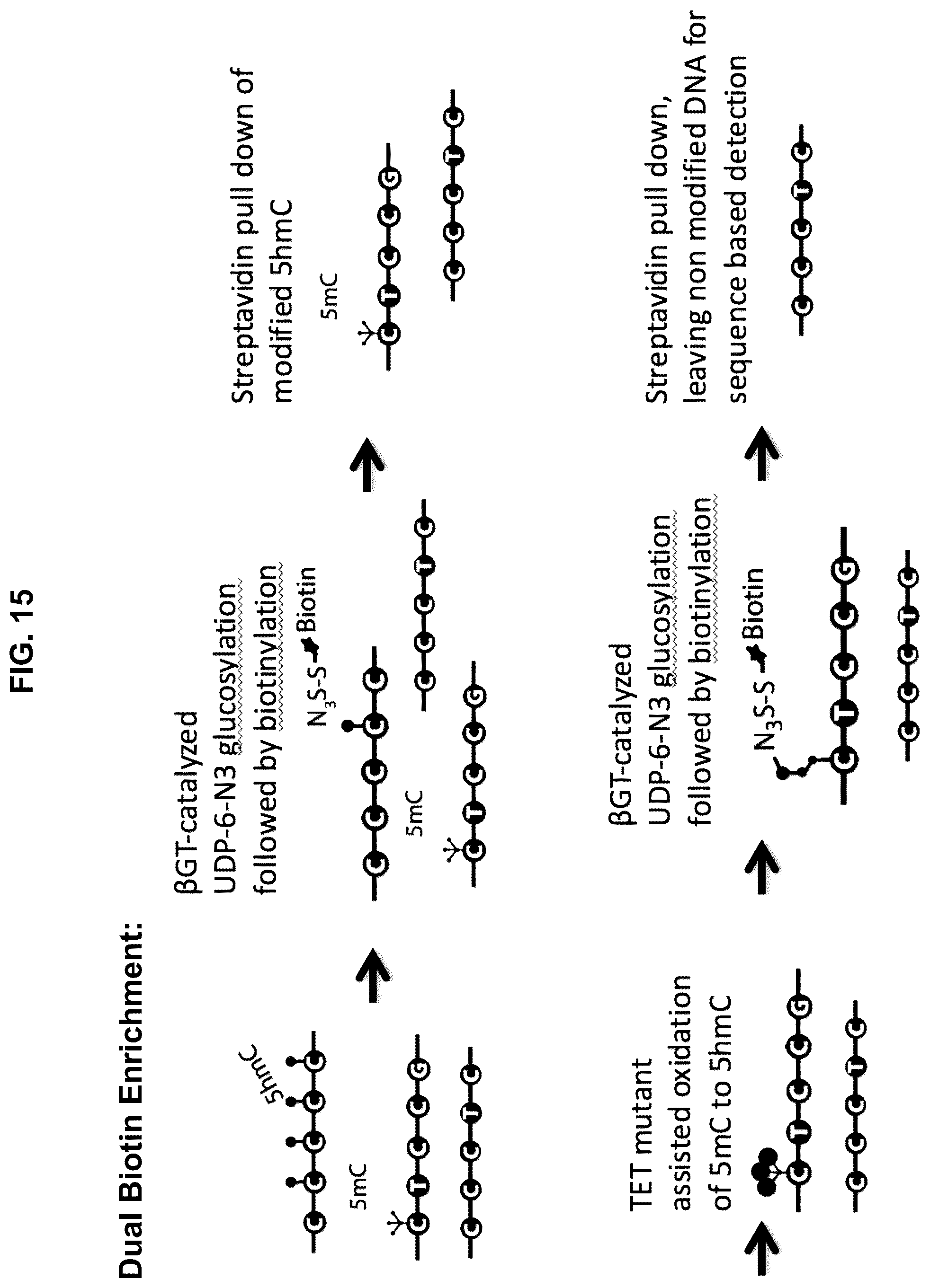 Patent US12351859 Figure 15 – Methods for the epigenetic analysis of DNA, particularly cell-free DNA
