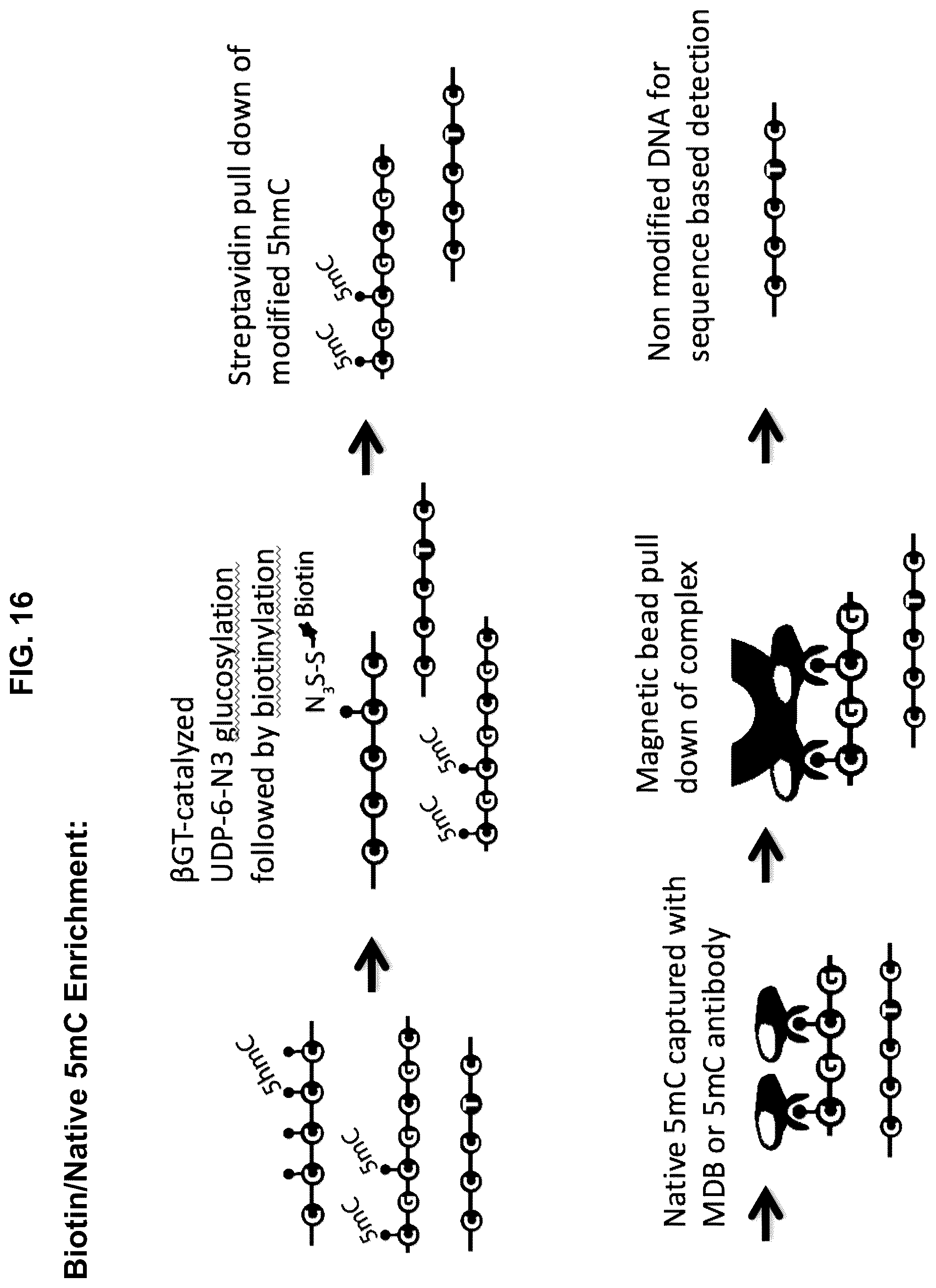 Patent US12351859 Figure 16 – Methods for the epigenetic analysis of DNA, particularly cell-free DNA
