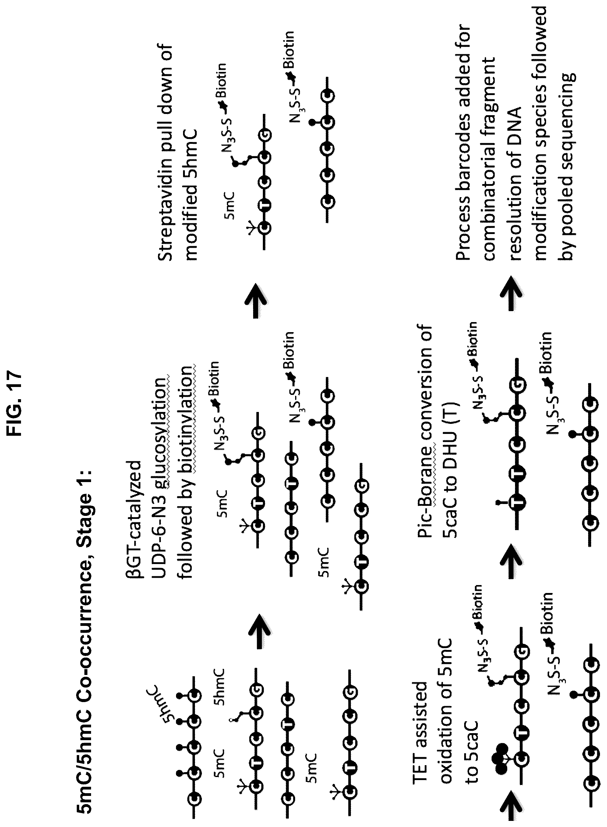 Patent US12351859 Figure 17 – Methods for the epigenetic analysis of DNA, particularly cell-free DNA