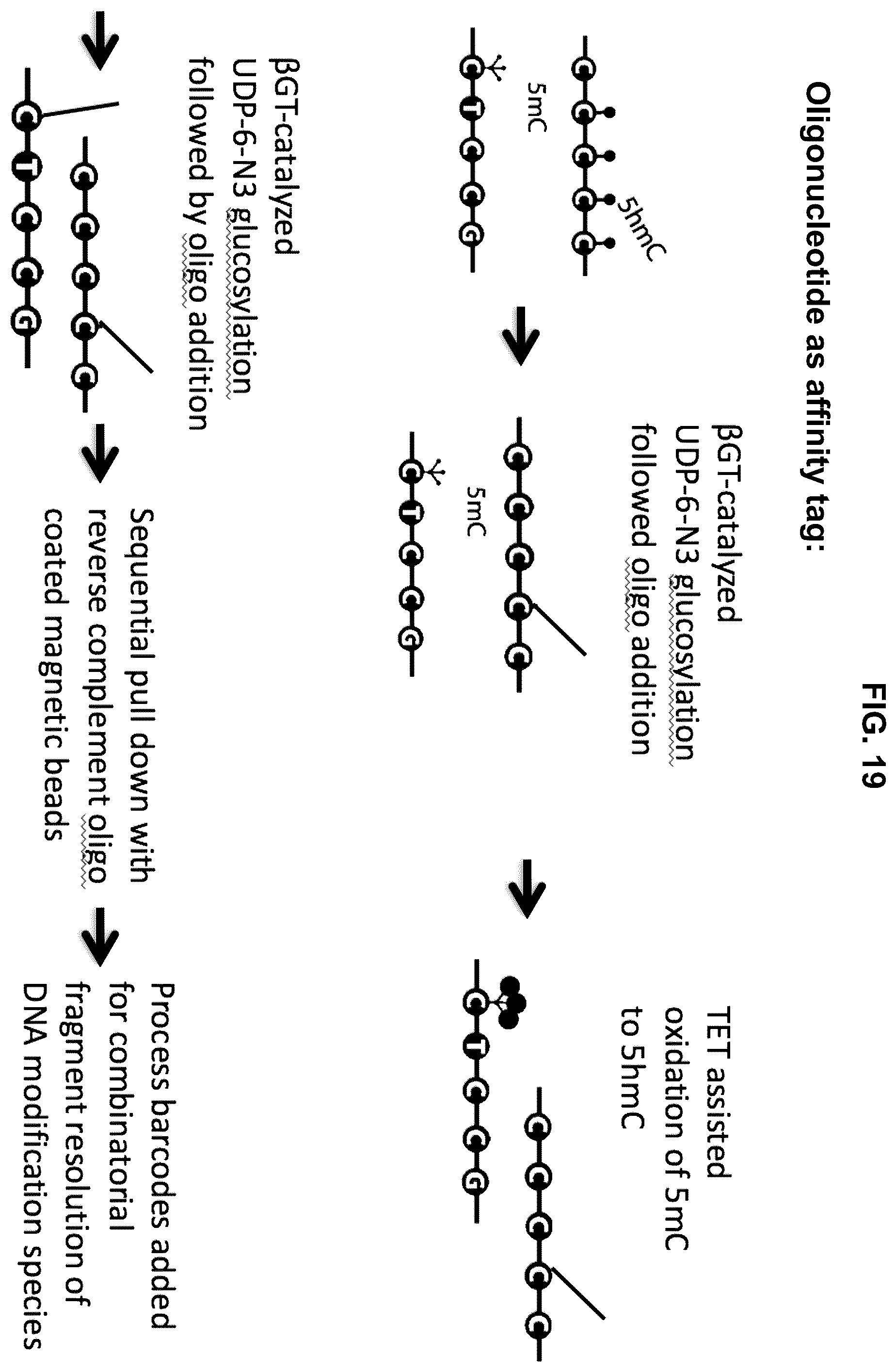 Patent US12351859 Figure 19 – Methods for the epigenetic analysis of DNA, particularly cell-free DNA