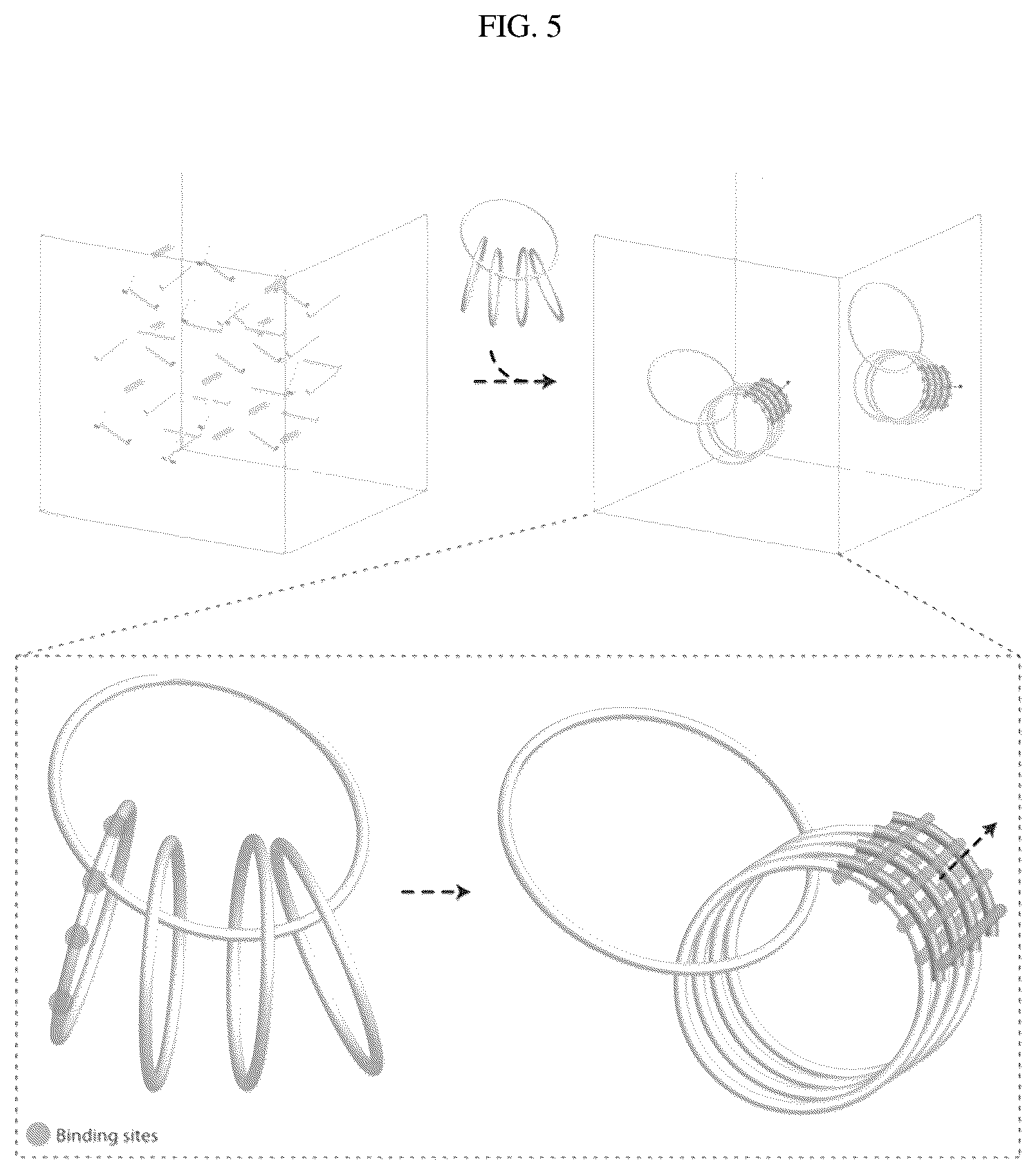 Patent US12351862 Figure 5 – Crisscross cooperative self-assembly