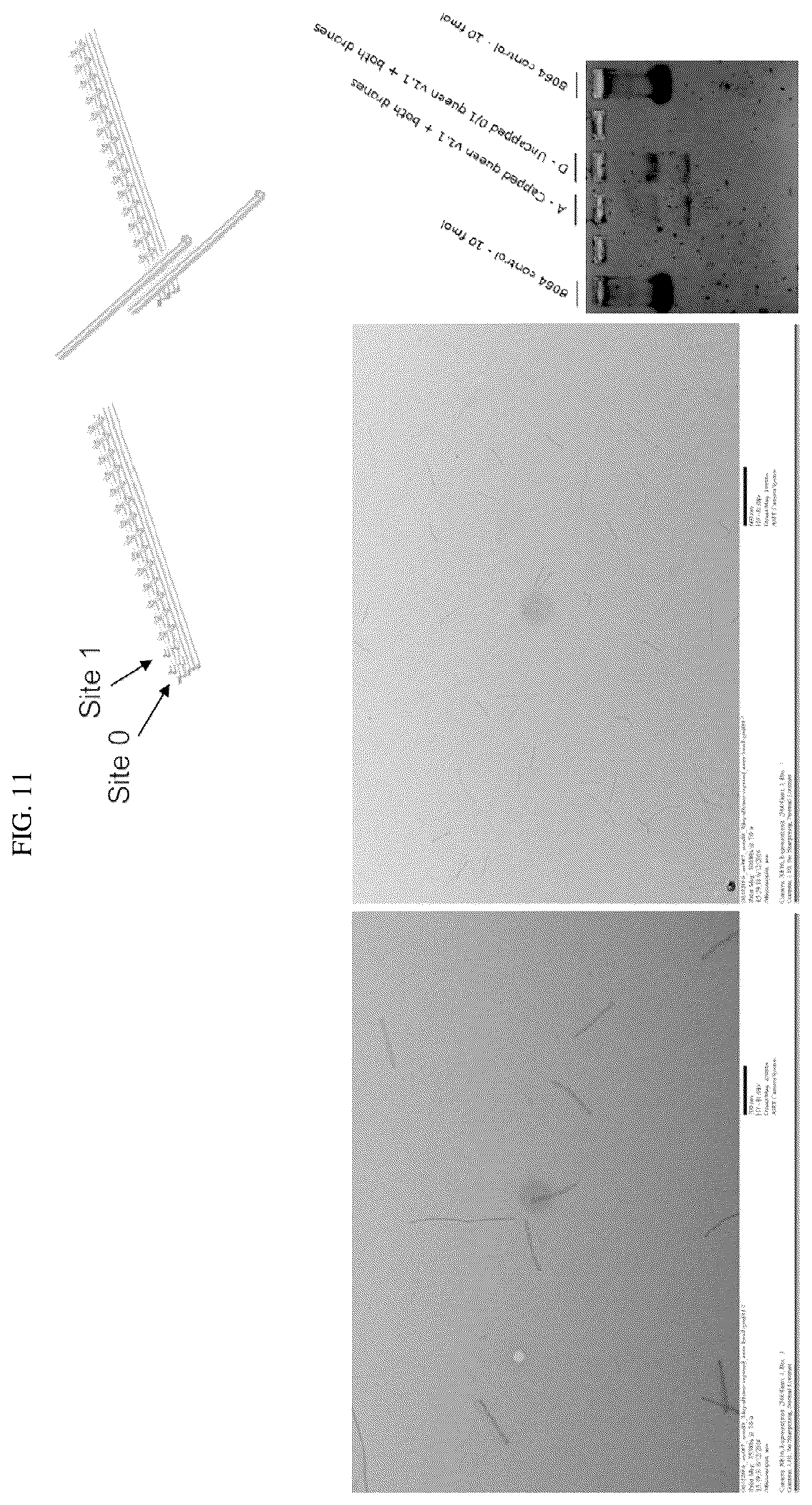 Patent US12351862 Figure 12 – Crisscross cooperative self-assembly