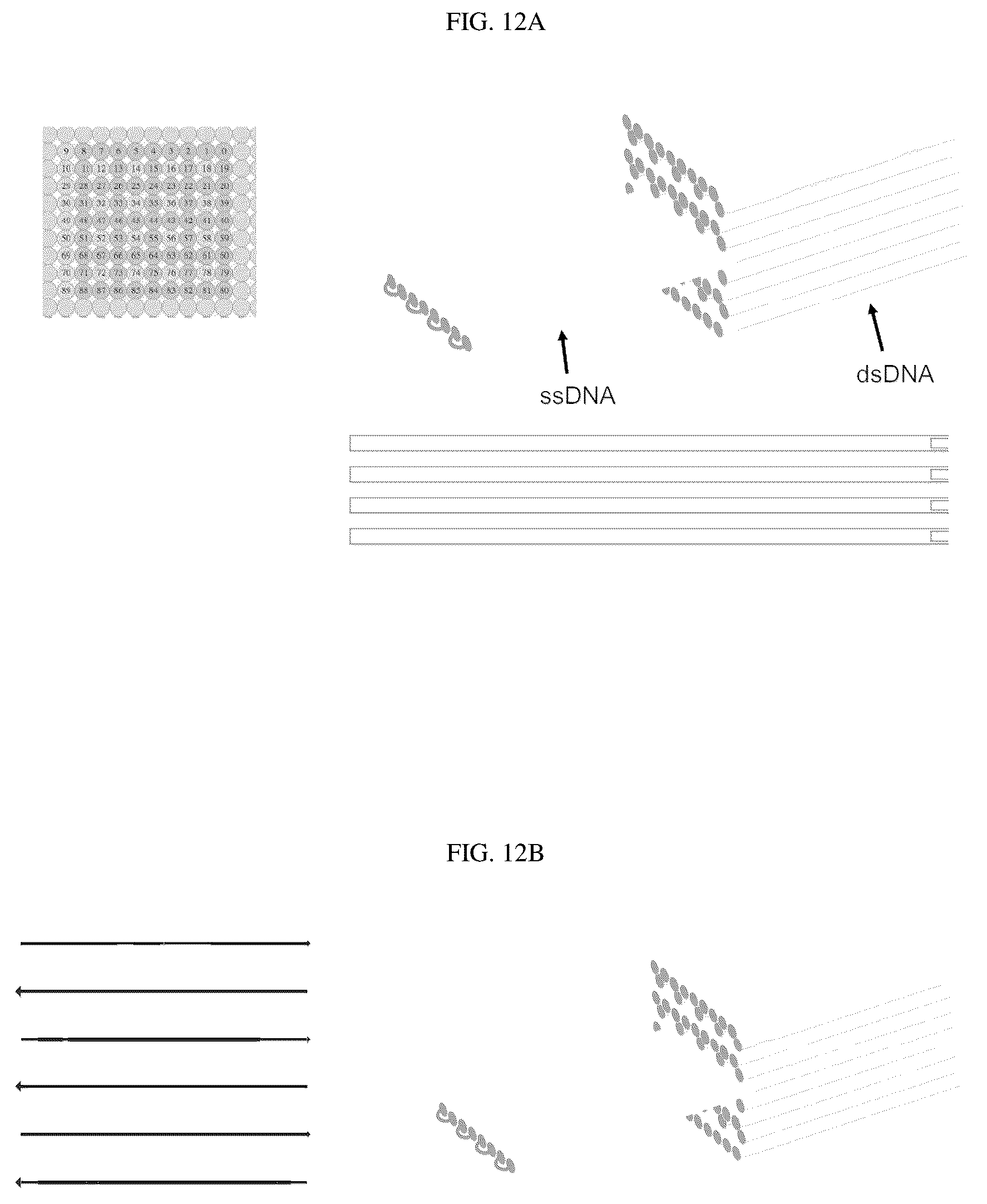 Patent US12351862 Figure 13 – Crisscross cooperative self-assembly