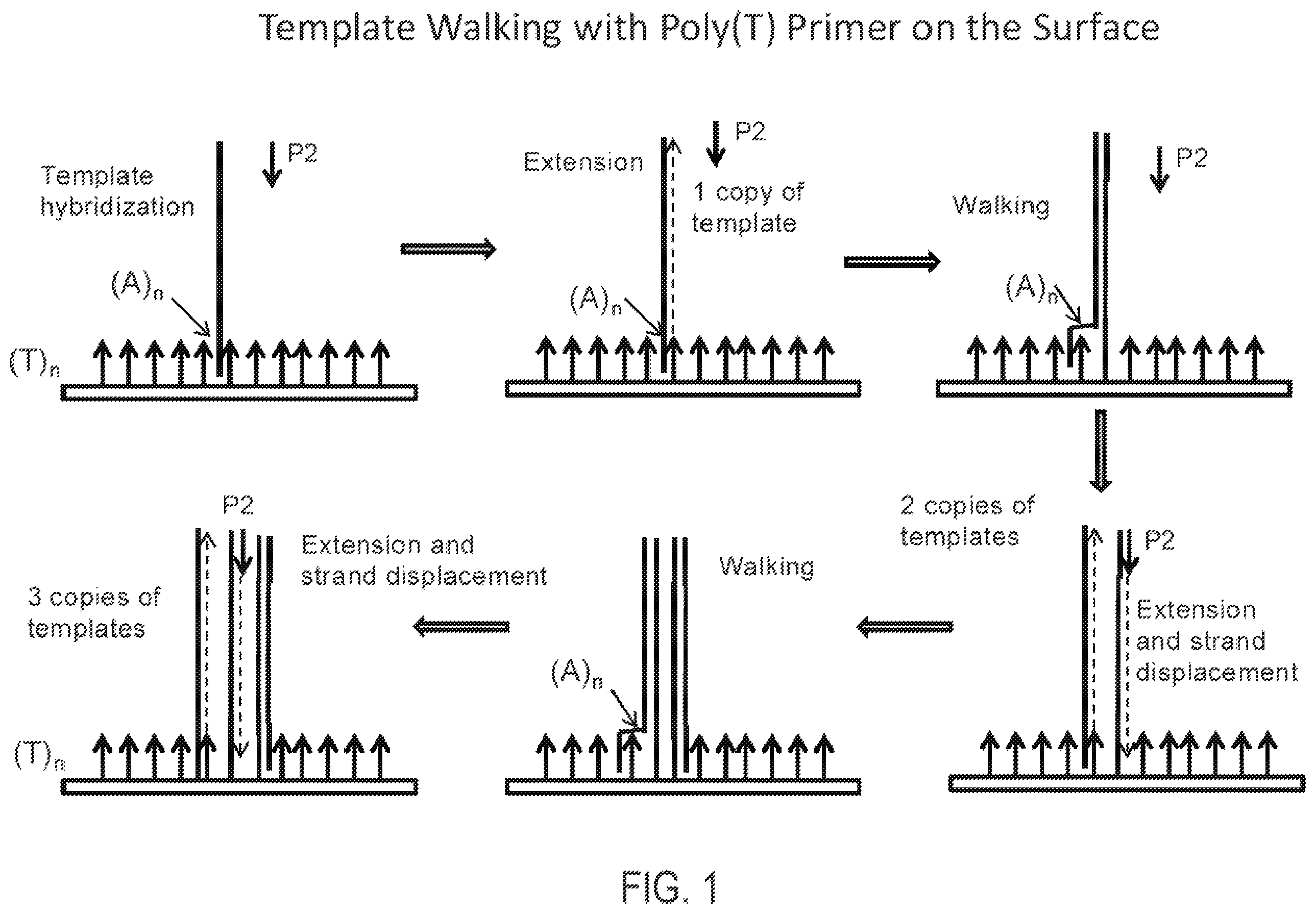 Patent US12351865 Figure 1 – Methods, compositions, systems, apparatuses and kits for nucleic acid amplification