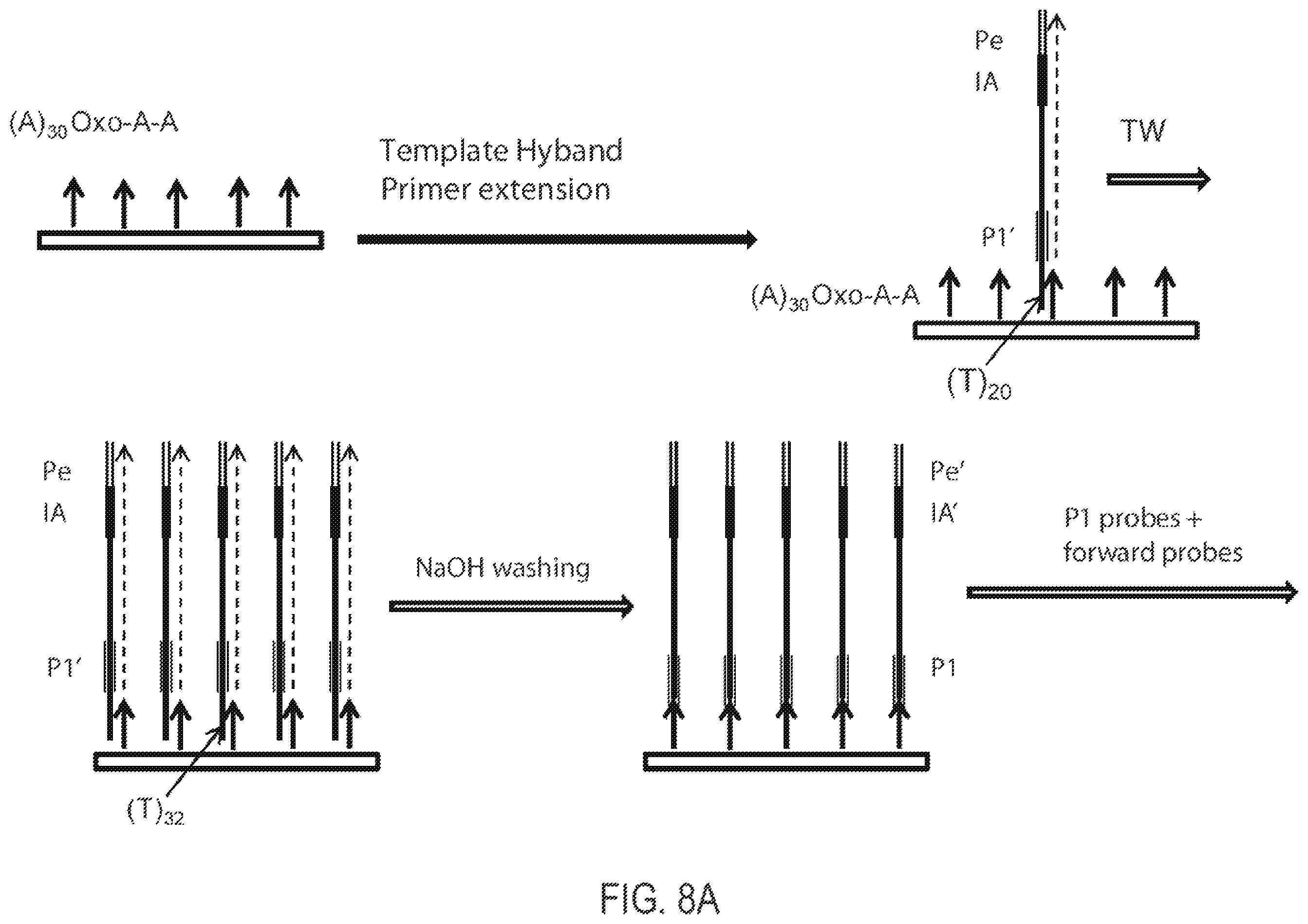 Patent US12351865 Figure 8 – Methods, compositions, systems, apparatuses and kits for nucleic acid amplification