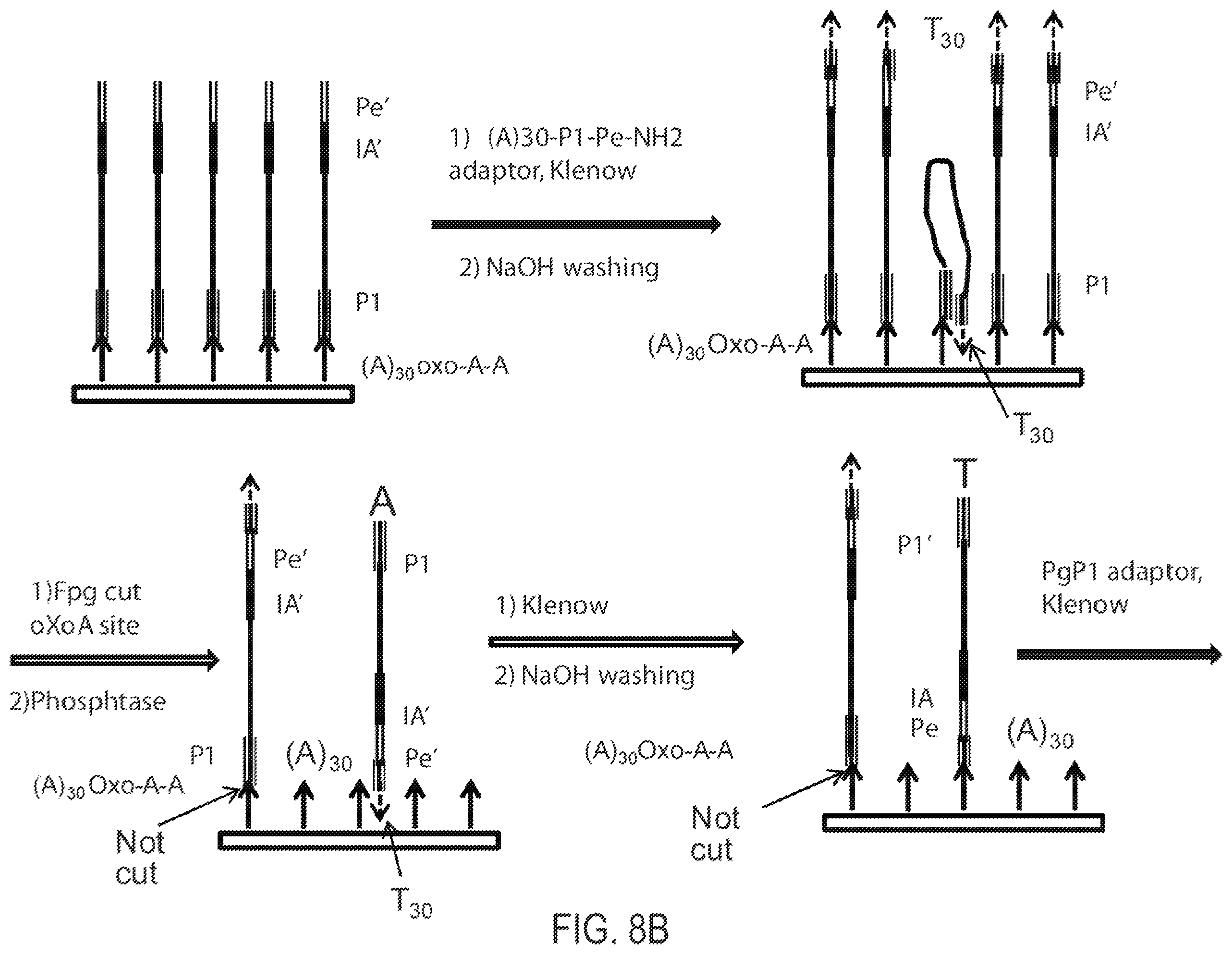 Patent US12351865 Figure 9 – Methods, compositions, systems, apparatuses and kits for nucleic acid amplification