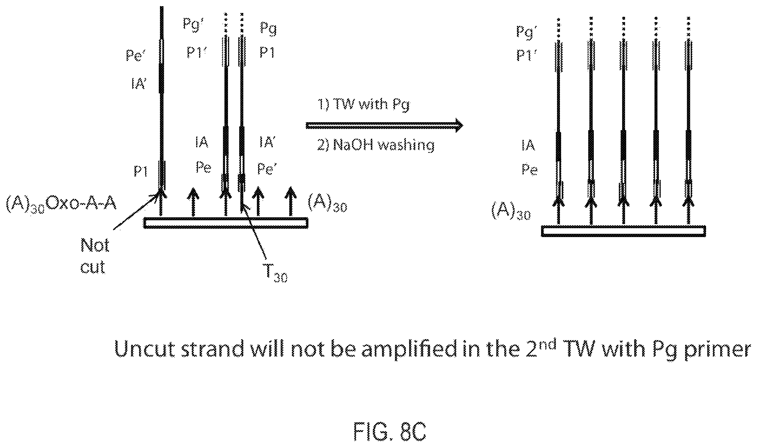 Patent US12351865 Figure 10 – Methods, compositions, systems, apparatuses and kits for nucleic acid amplification