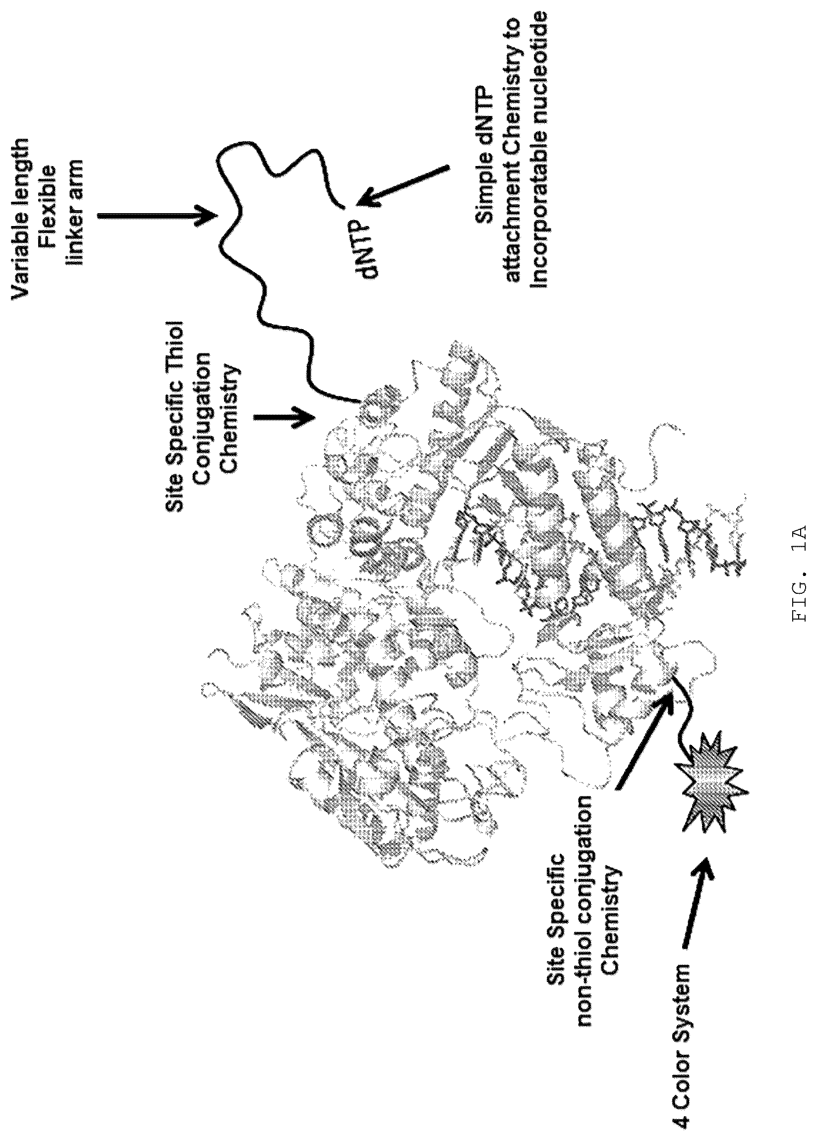 Patent US12351868 Figure 1 – Enzyme-linked nucleotides
