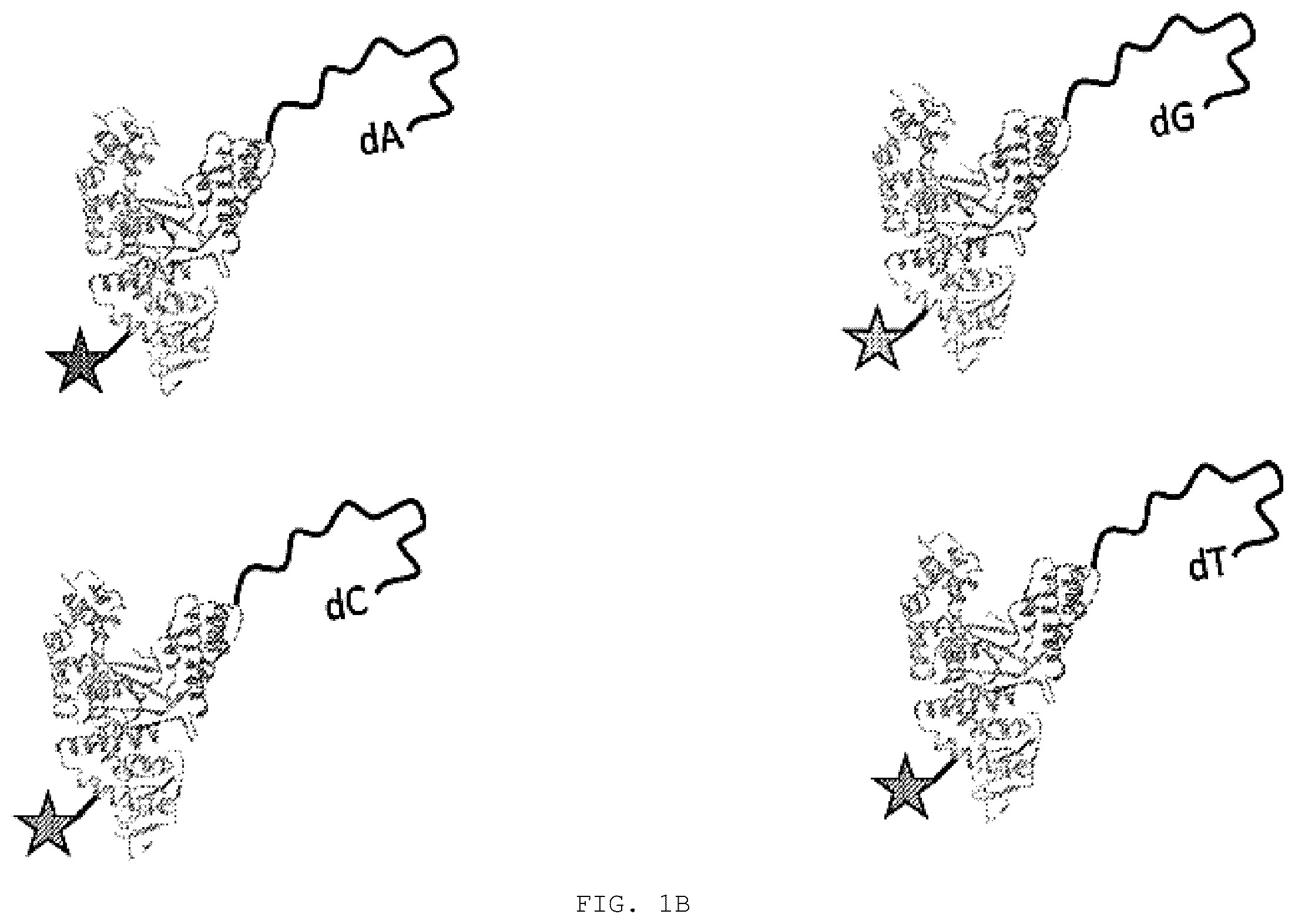 Patent US12351868 Figure 2 – Enzyme-linked nucleotides