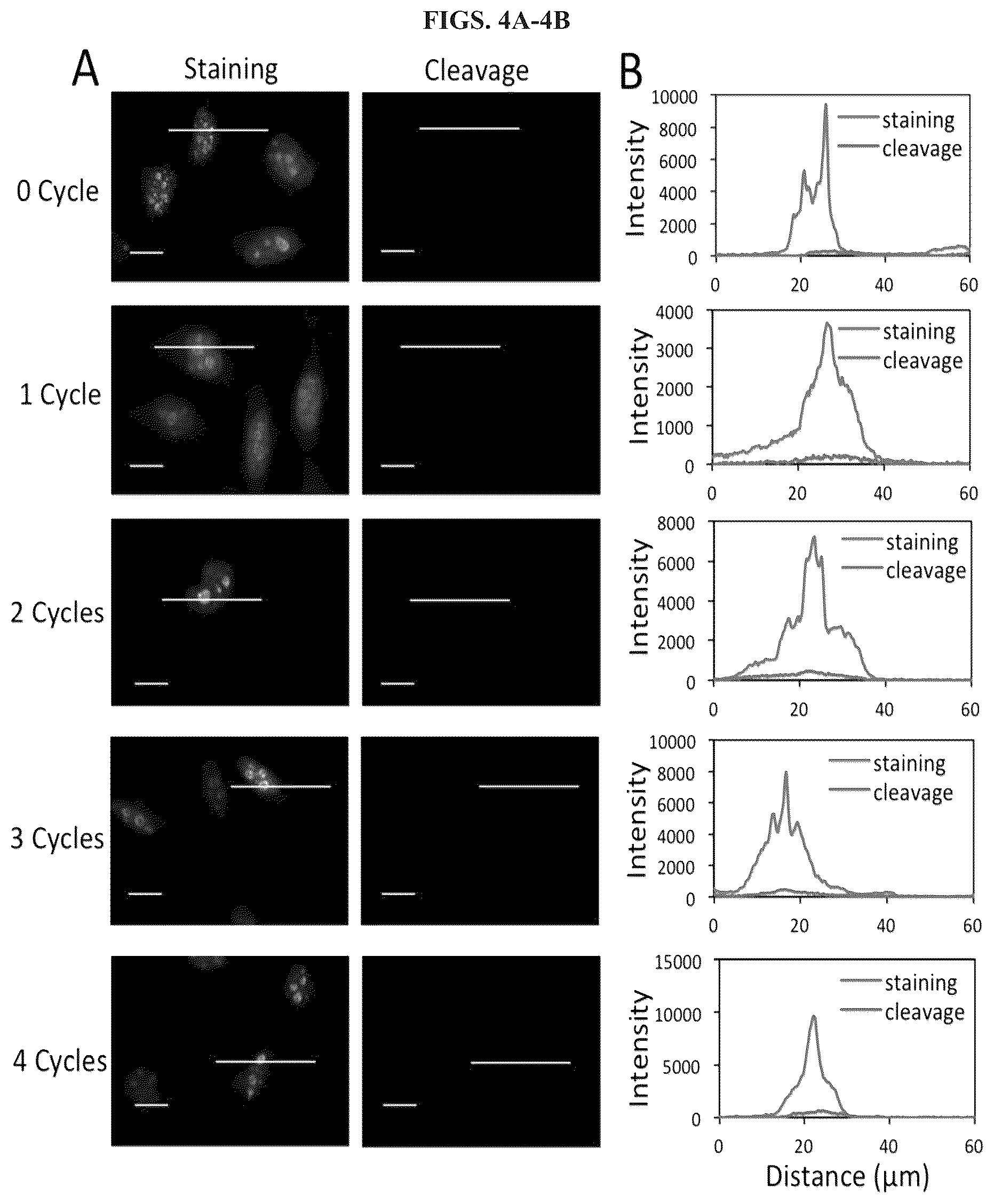 Patent US12351870 Figure 4 – Methods and systems for sensitive and multiplexed analysis of biological samples using cleavable fluorescent streptavidin and anti-hapten antibodies