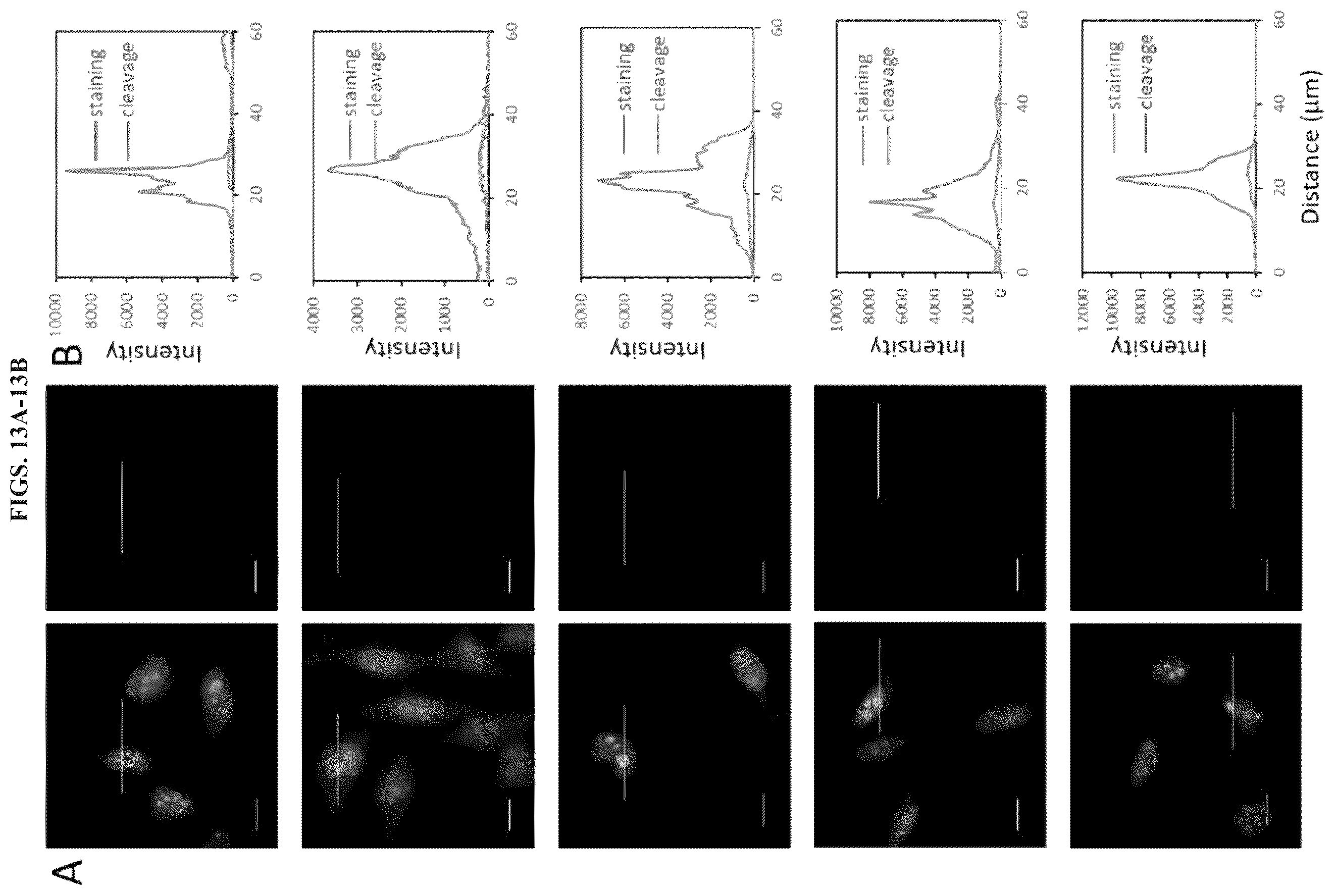 Patent US12351870 Figure 14 – Methods and systems for sensitive and multiplexed analysis of biological samples using cleavable fluorescent streptavidin and anti-hapten antibodies
