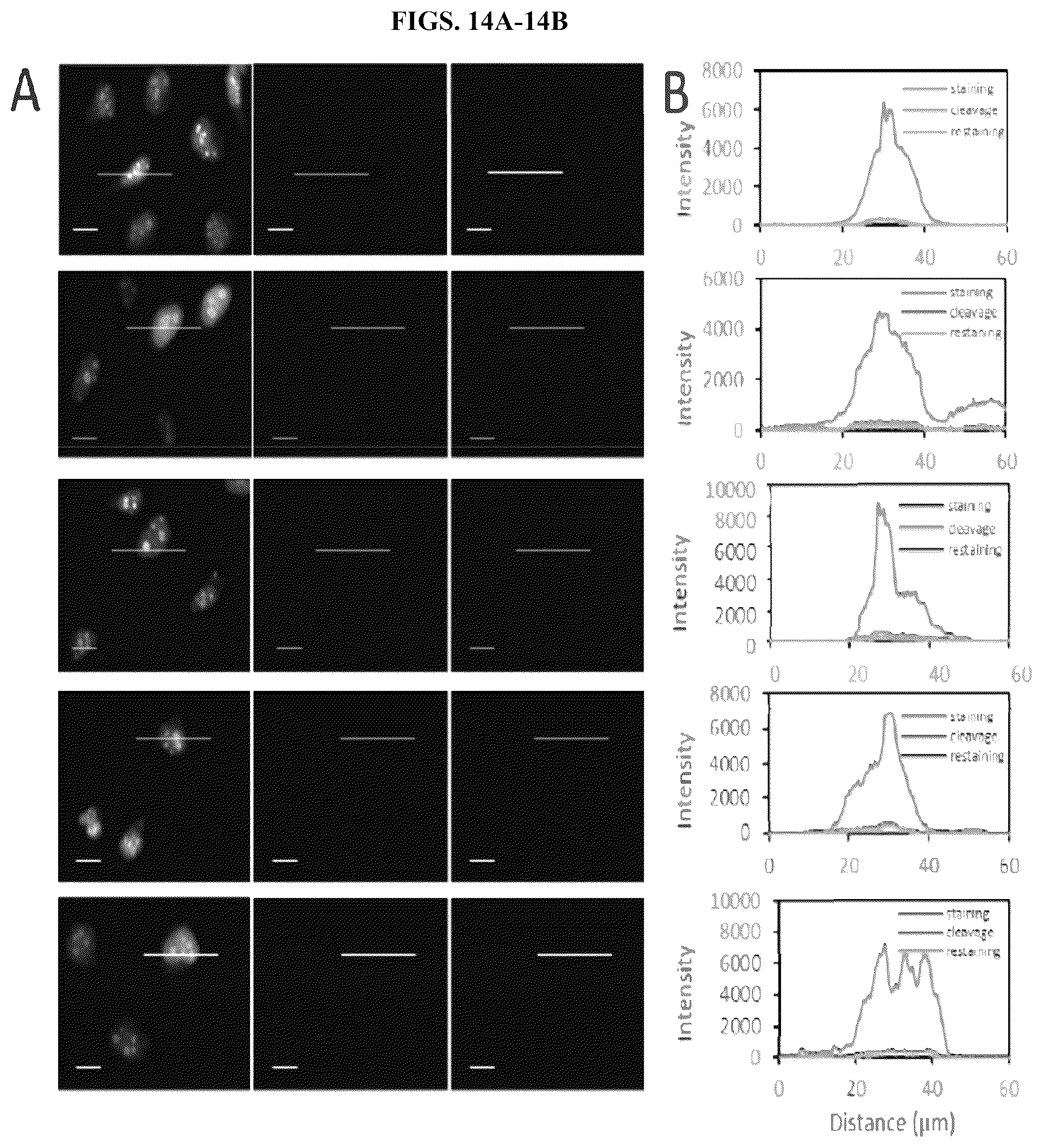 Patent US12351870 Figure 15 – Methods and systems for sensitive and multiplexed analysis of biological samples using cleavable fluorescent streptavidin and anti-hapten antibodies