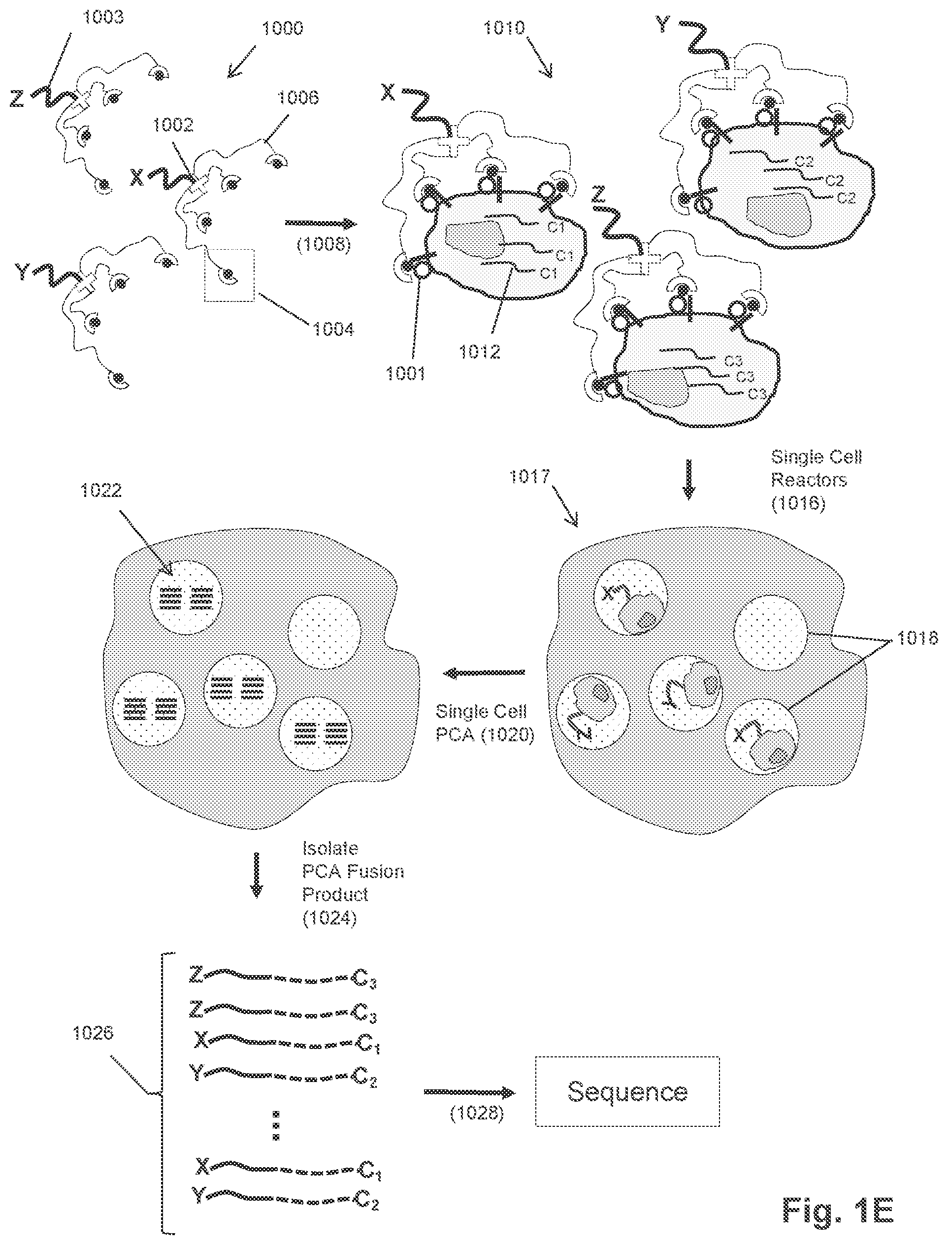 Patent US12351872 Figure 5 – Determining antigen-specific T-cells