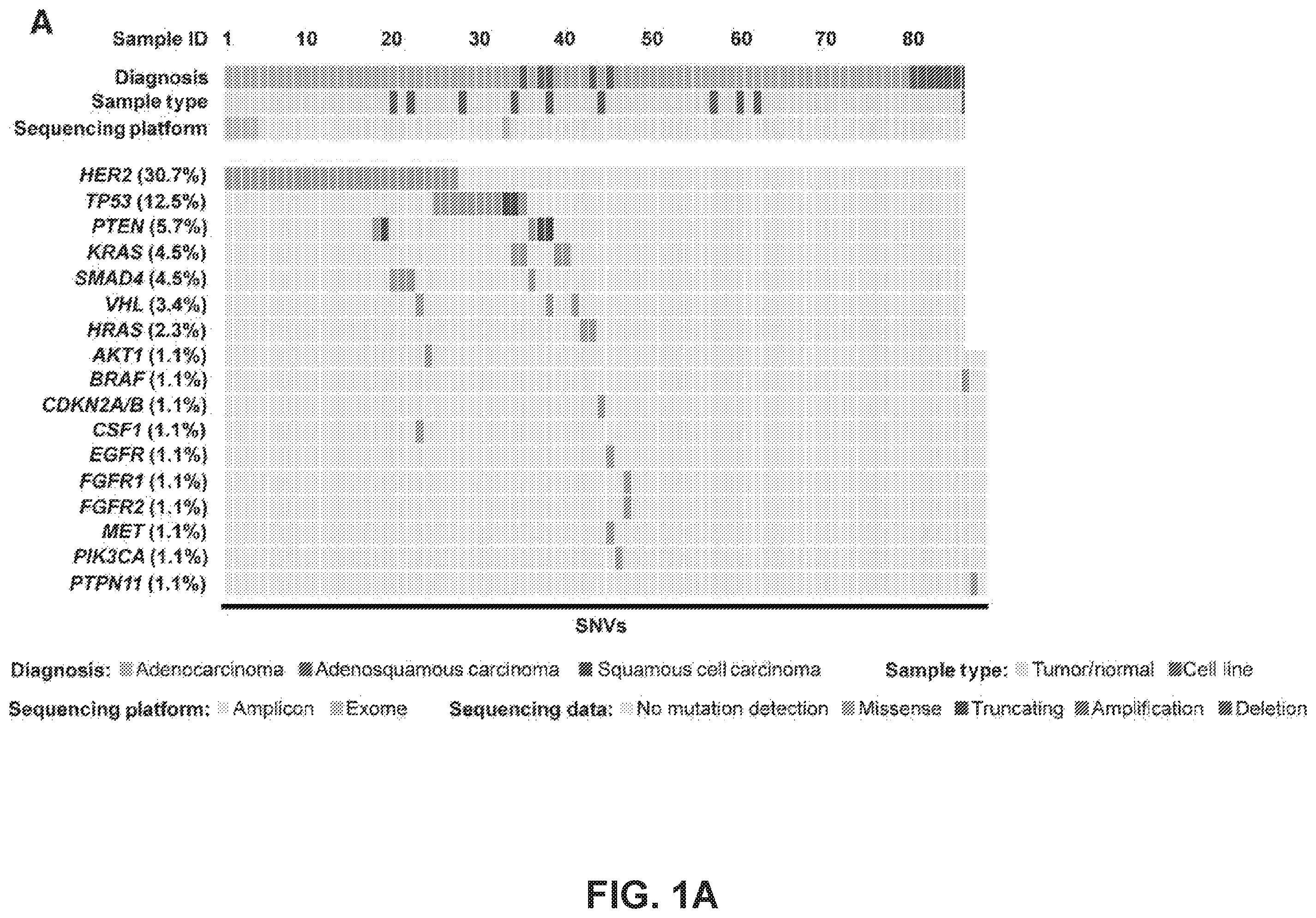 Patent US12351878 Figure 1 – Identification of HER2 mutations in lung cancer and methods of treatment