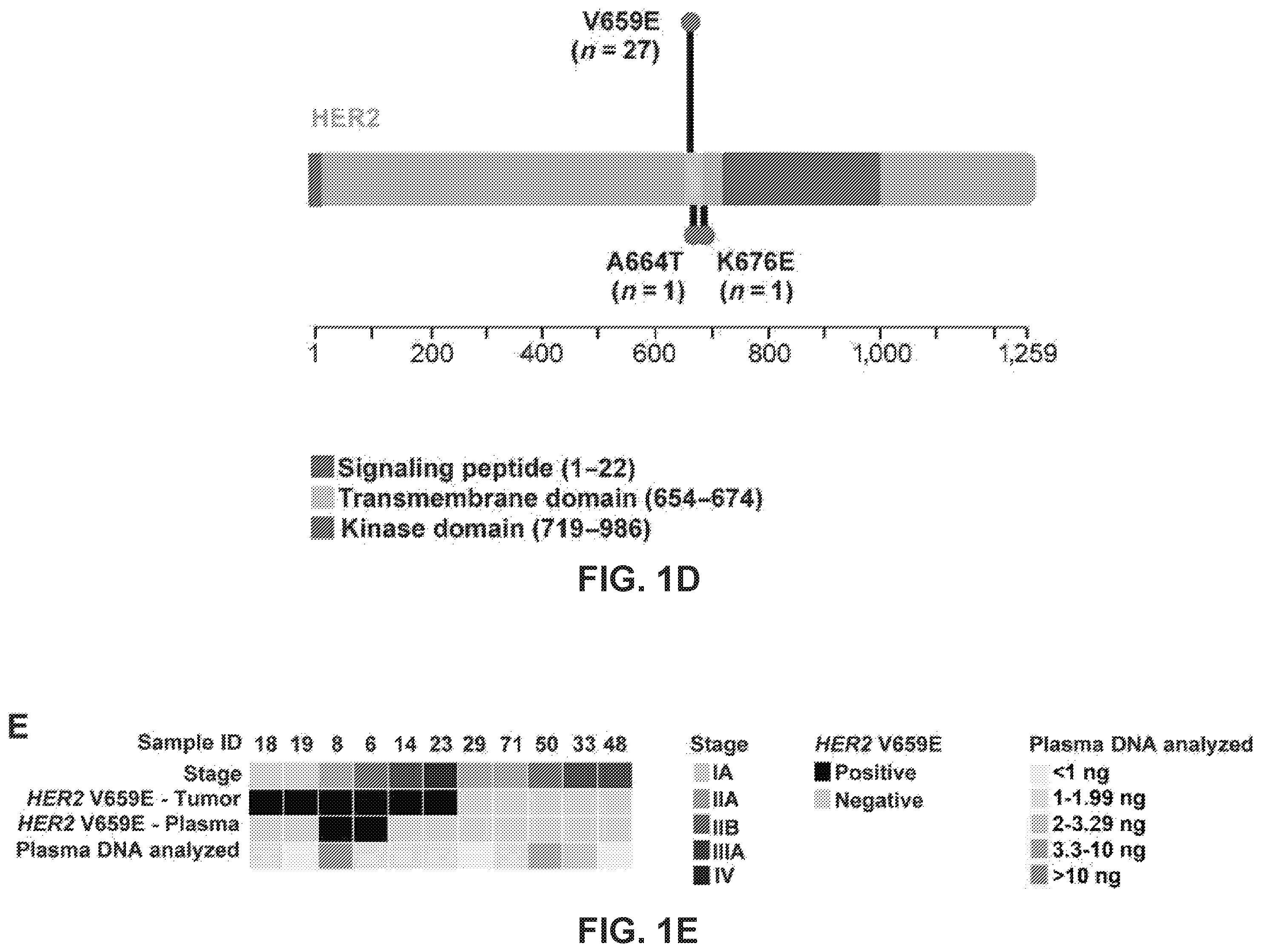 Patent US12351878 Figure 4 – Identification of HER2 mutations in lung cancer and methods of treatment