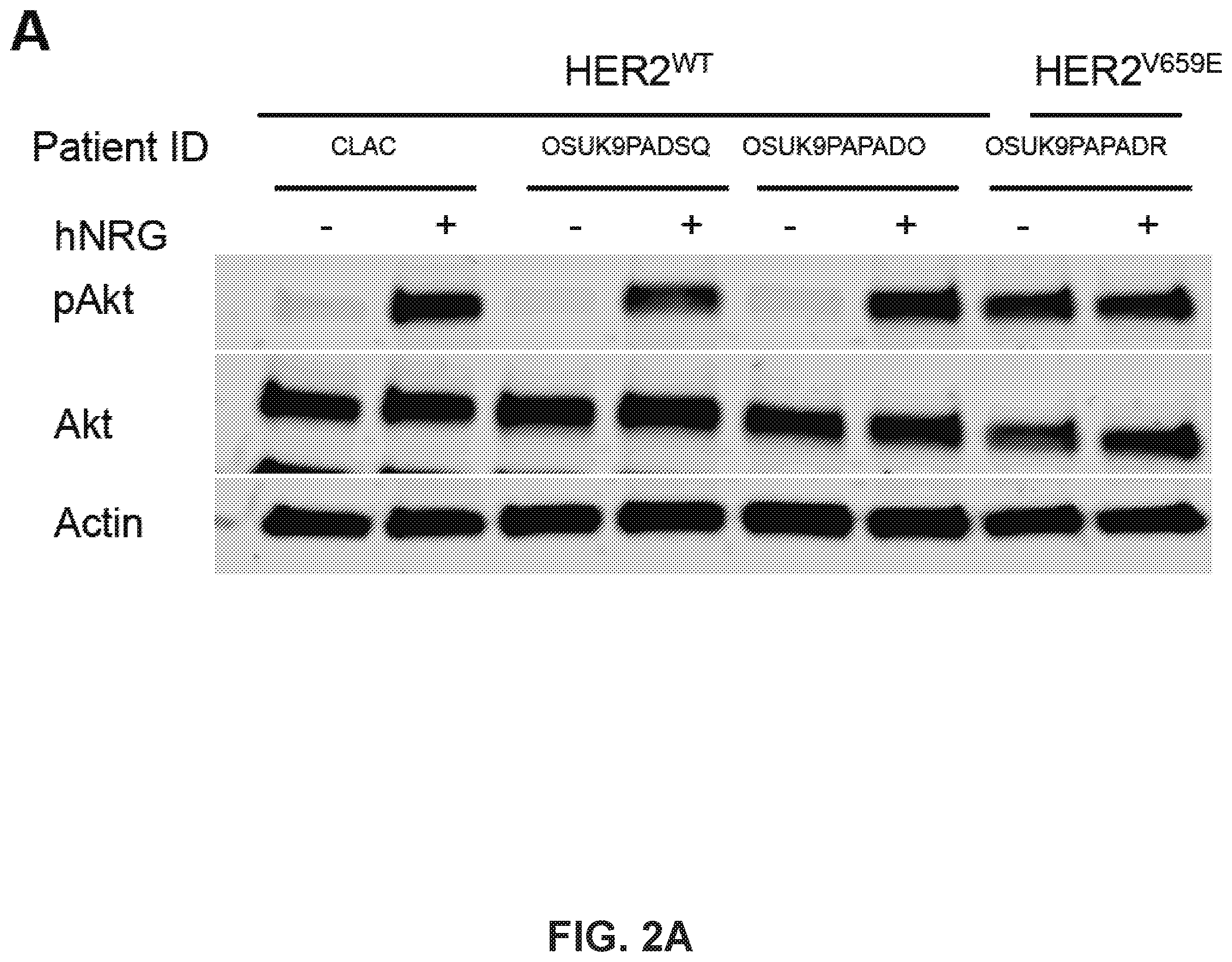 Patent US12351878 Figure 5 – Identification of HER2 mutations in lung cancer and methods of treatment