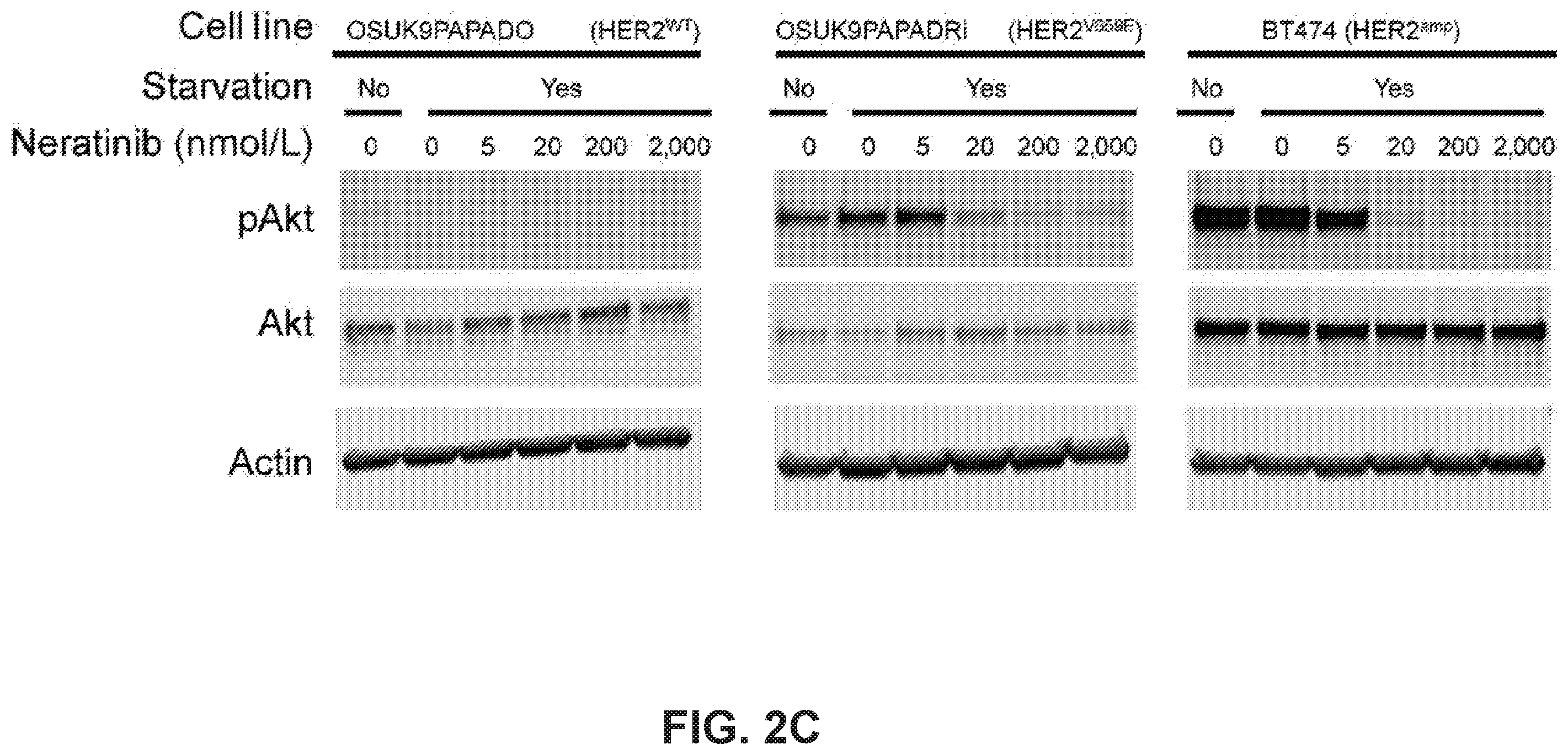 Patent US12351878 Figure 7 – Identification of HER2 mutations in lung cancer and methods of treatment