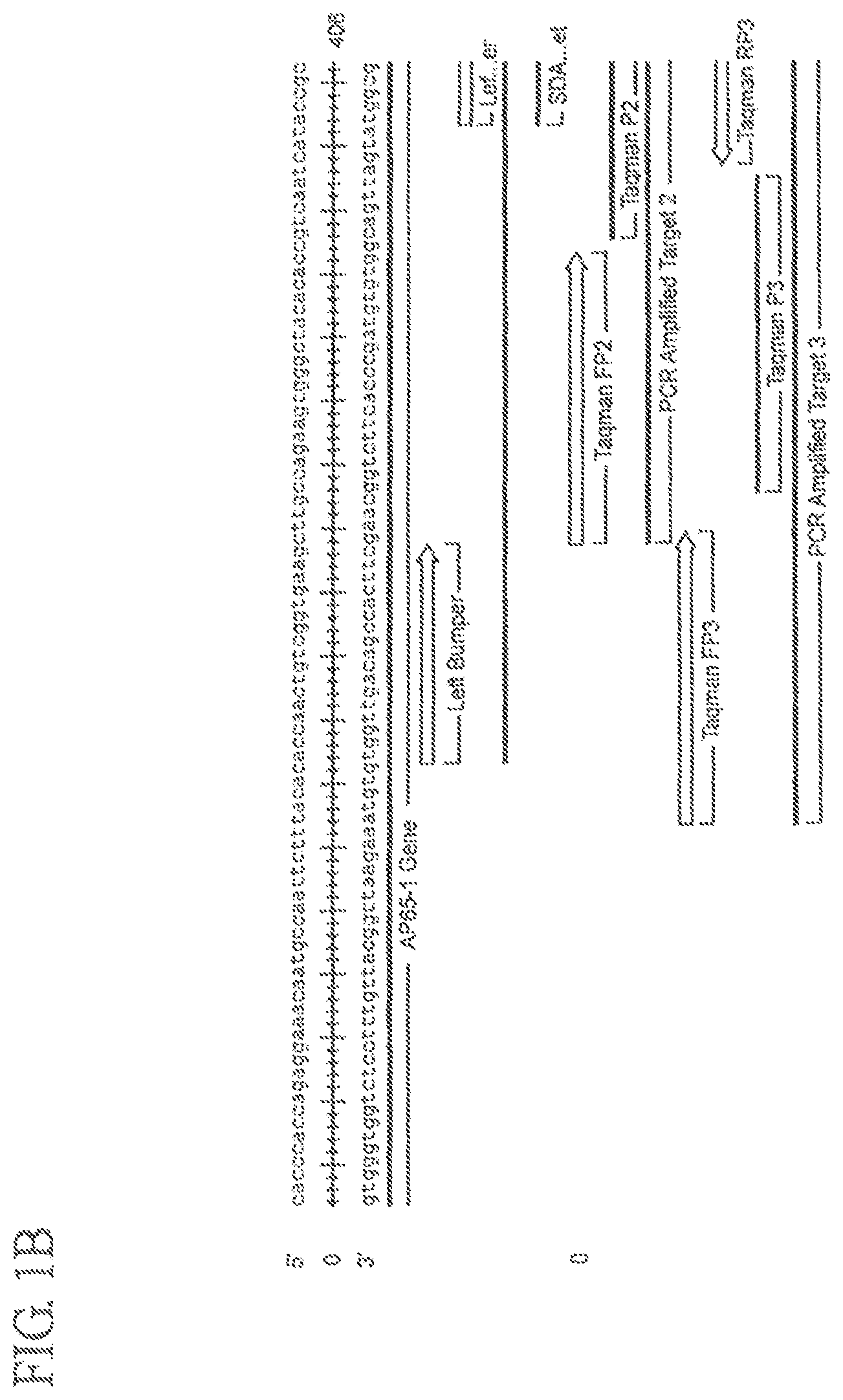 Patent US12351881 Figure 2 – Assay for trichomonas vaginalis by amplification and detection of trichomonas vaginalis AP65-1 gene
