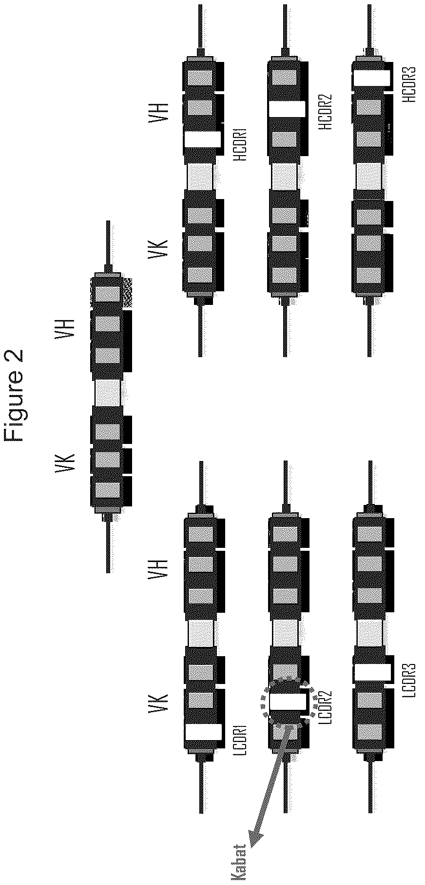 Patent US12351946 Figure 2 – Antibody libraries with maximized antibody developability characteristics