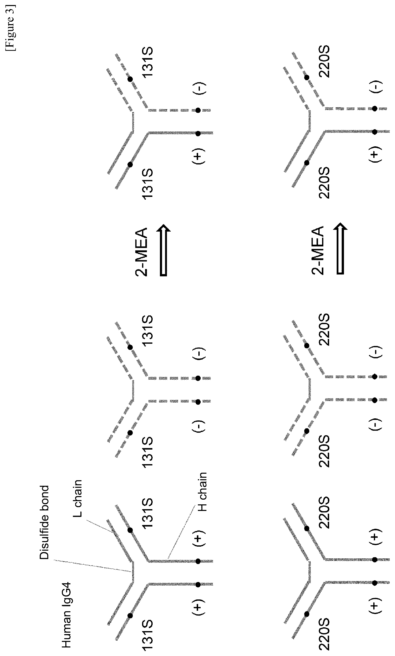 Patent US12359001 Figure 3 – Method for producing polypeptide hetero-oligomer
