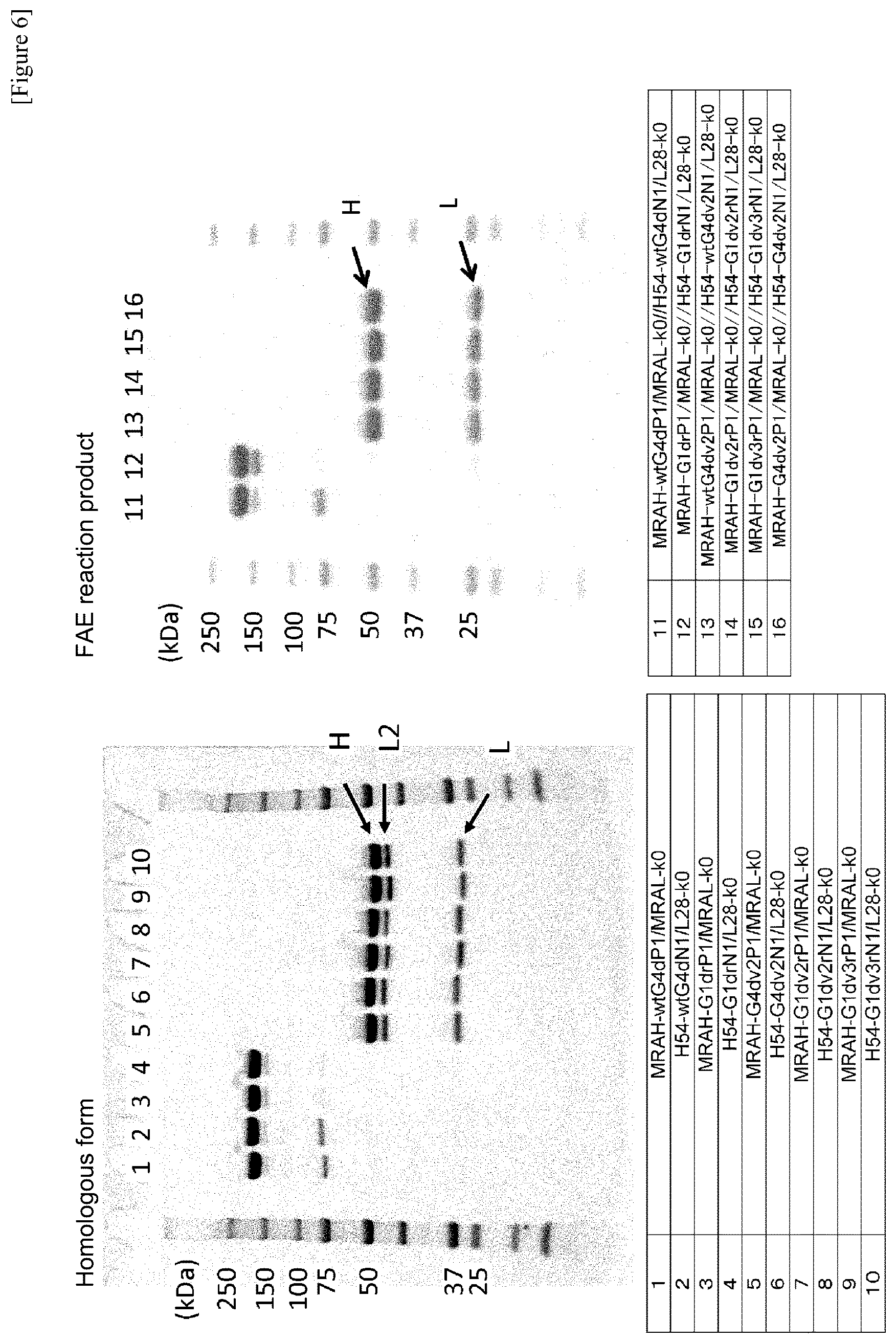 Patent US12359001 Figure 7 – Method for producing polypeptide hetero-oligomer