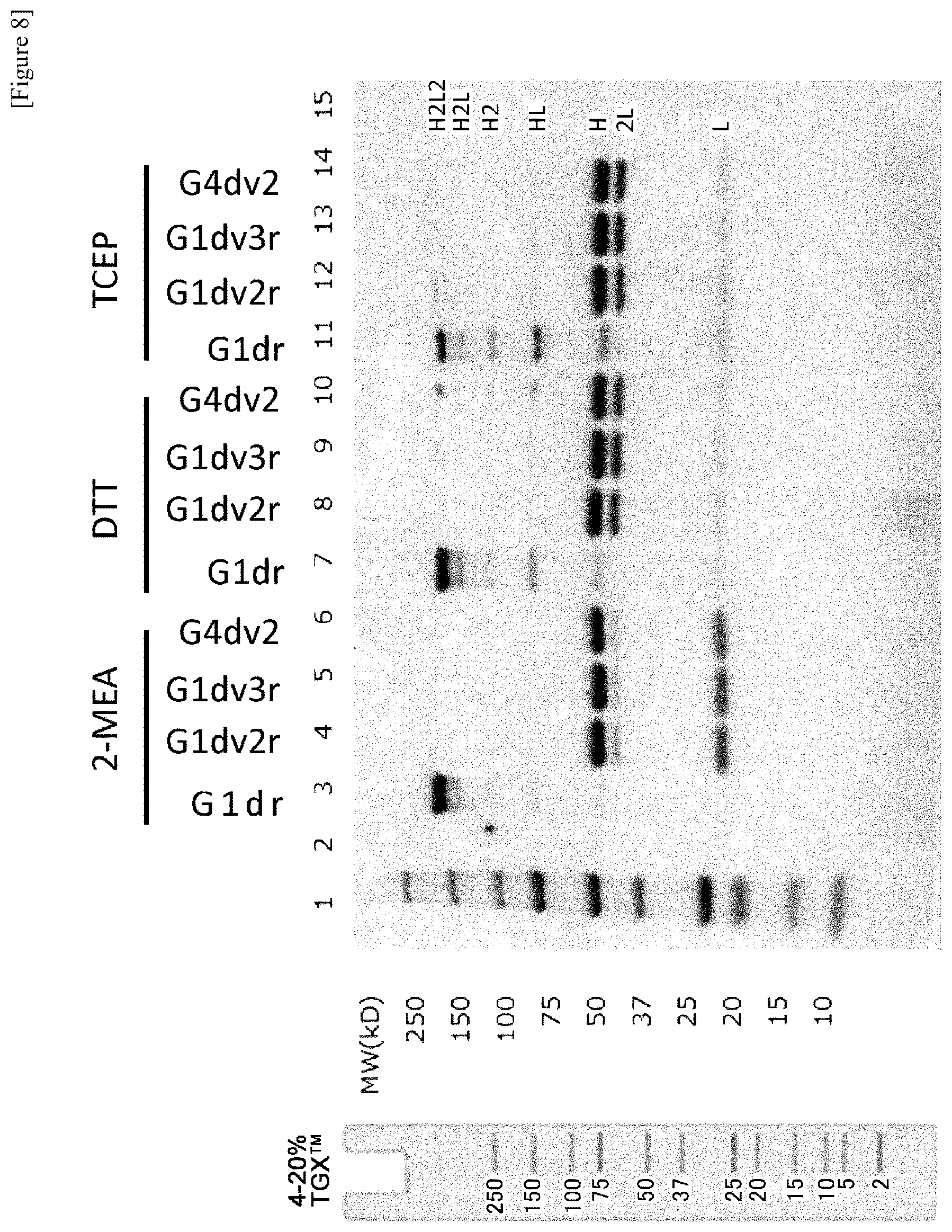 Patent US12359001 Figure 10 – Method for producing polypeptide hetero-oligomer