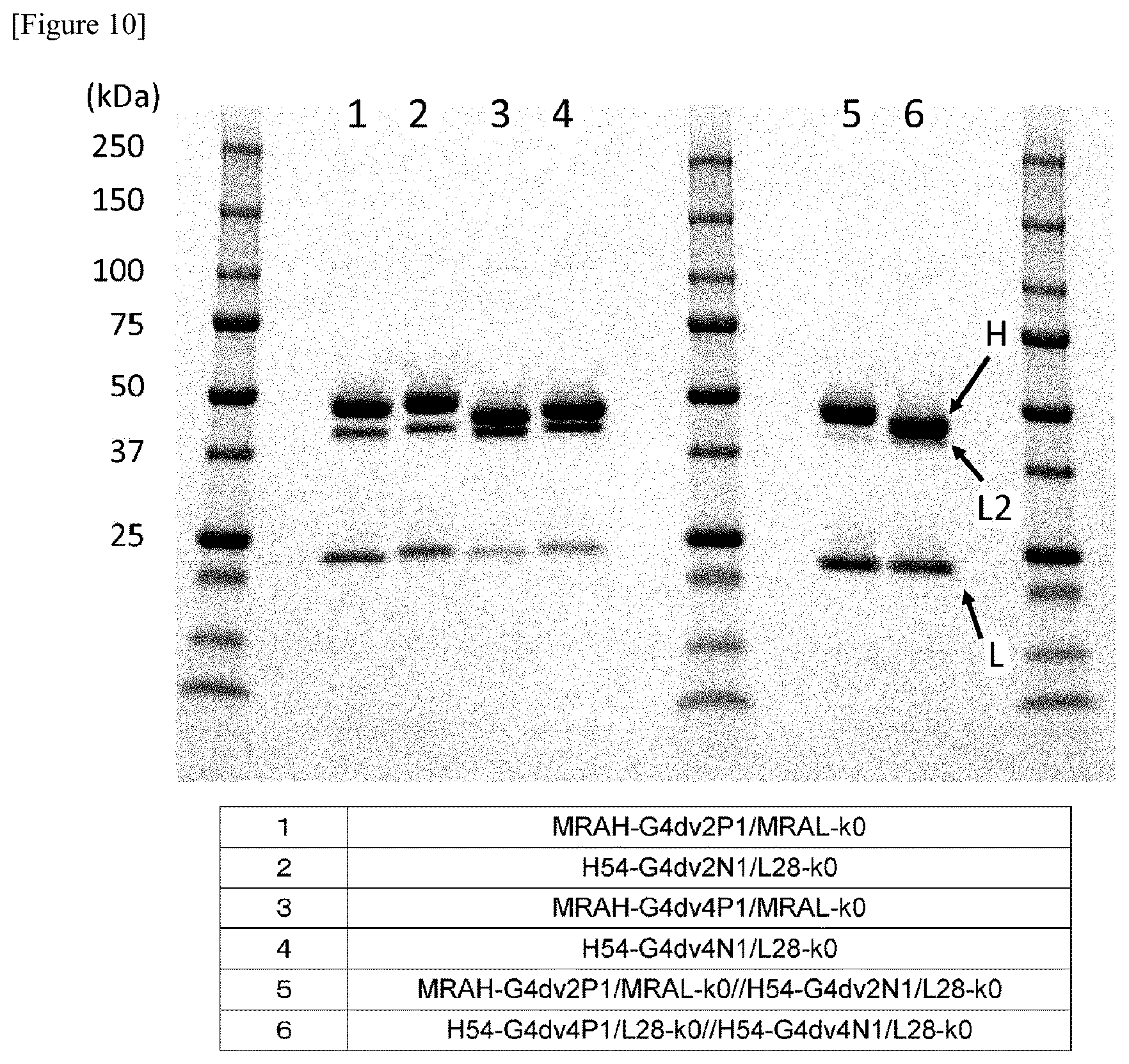Patent US12359001 Figure 12 – Method for producing polypeptide hetero-oligomer