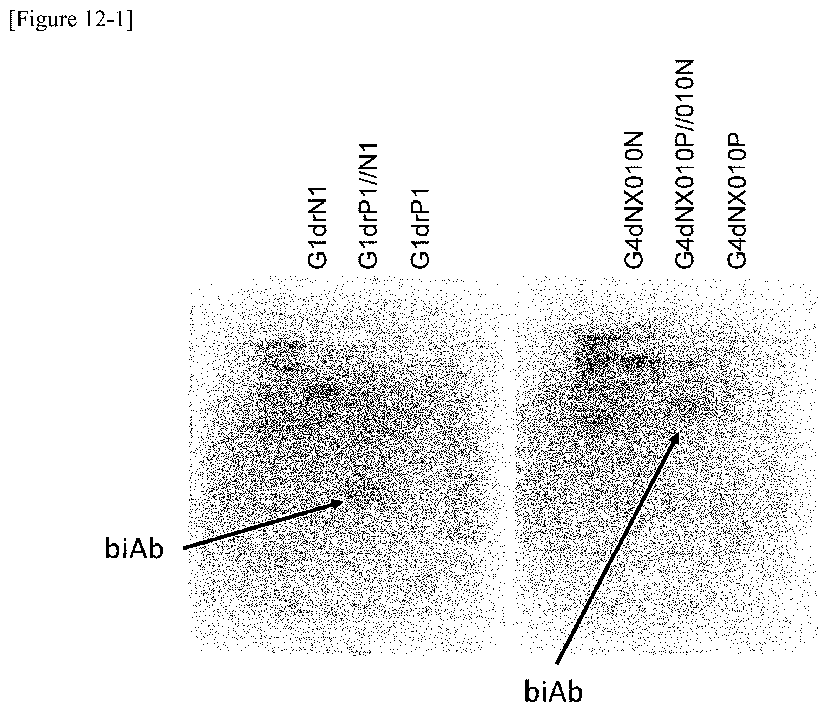 Patent US12359001 Figure 14 – Method for producing polypeptide hetero-oligomer