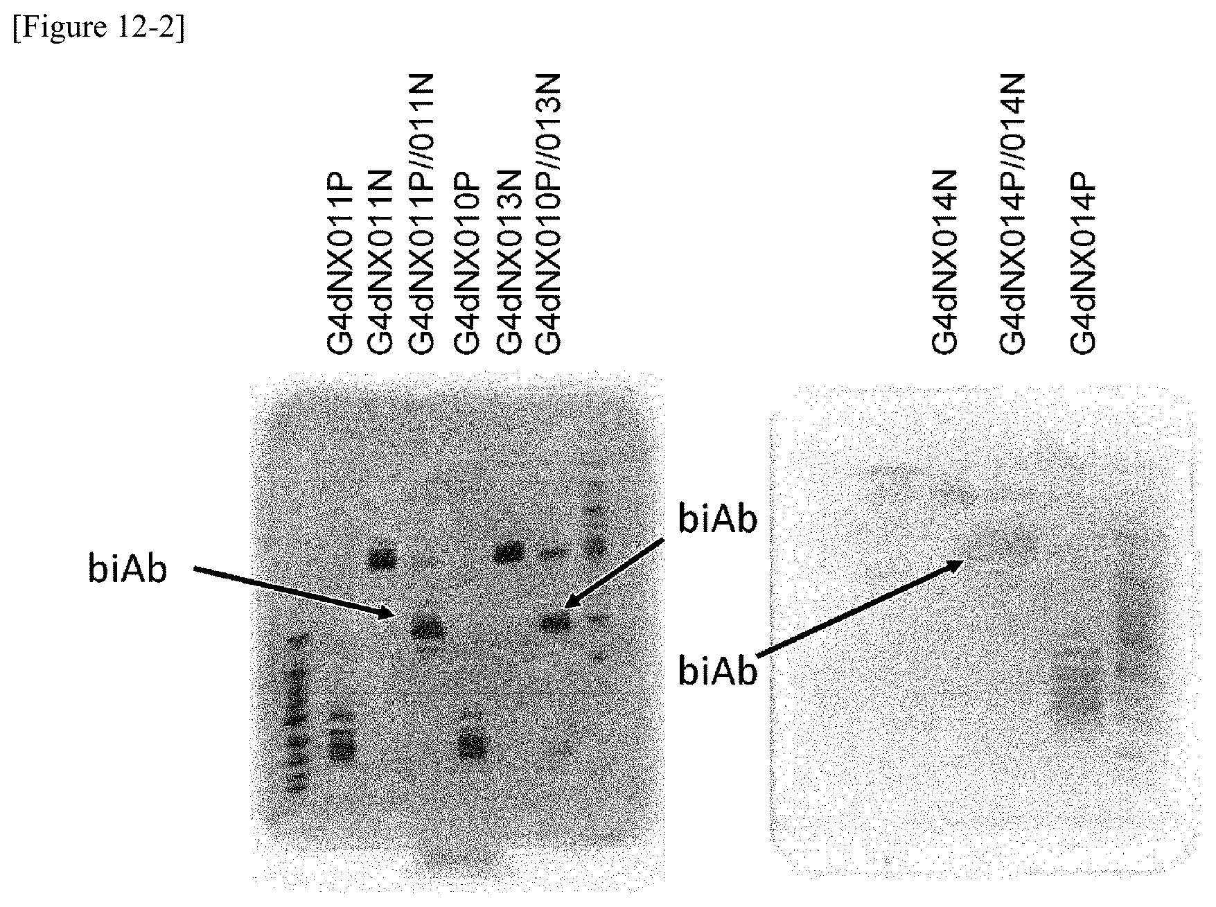 Patent US12359001 Figure 15 – Method for producing polypeptide hetero-oligomer