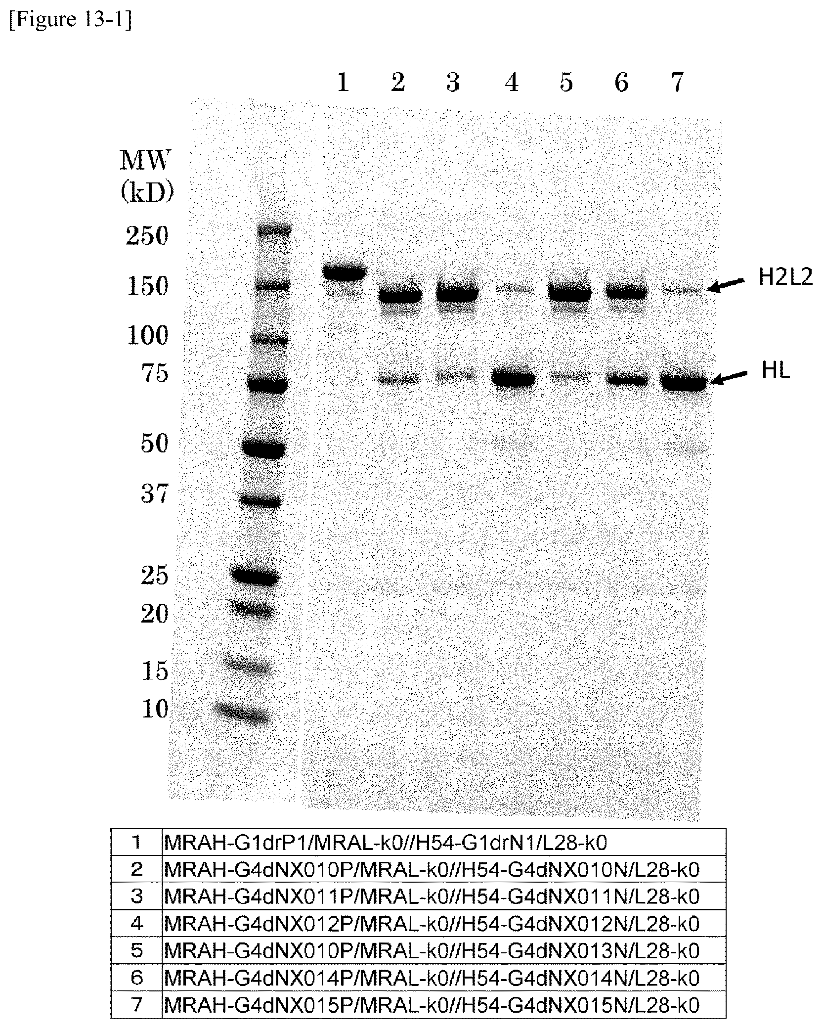 Patent US12359001 Figure 16 – Method for producing polypeptide hetero-oligomer