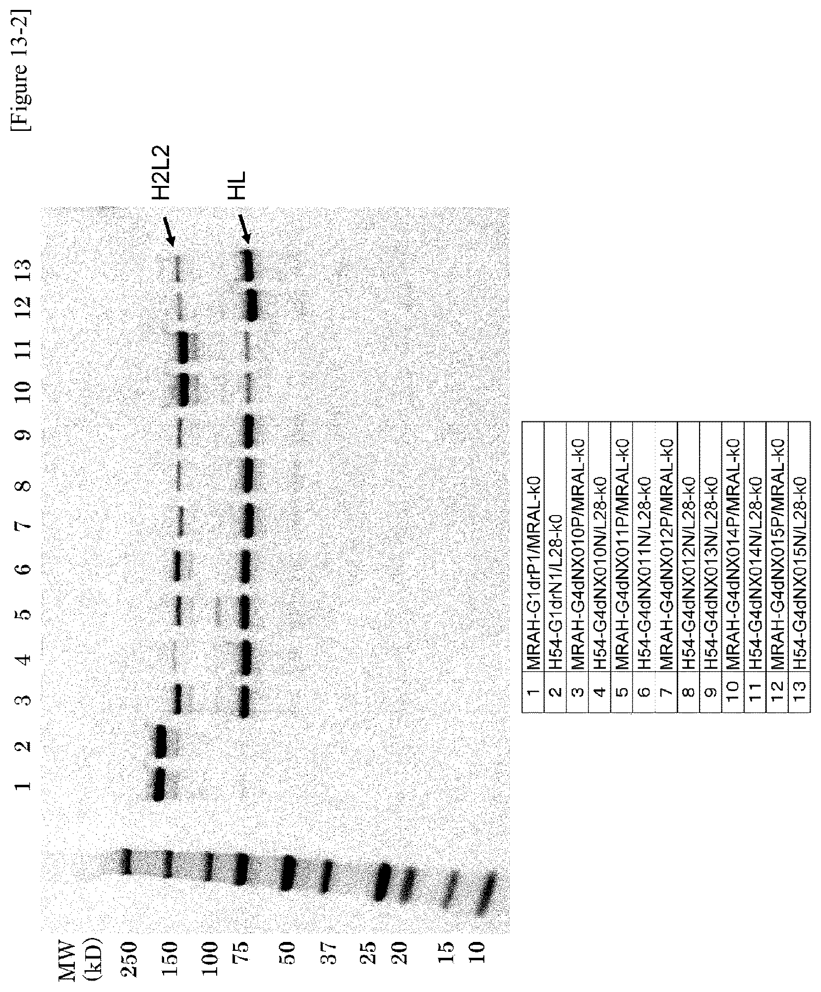 Patent US12359001 Figure 17 – Method for producing polypeptide hetero-oligomer