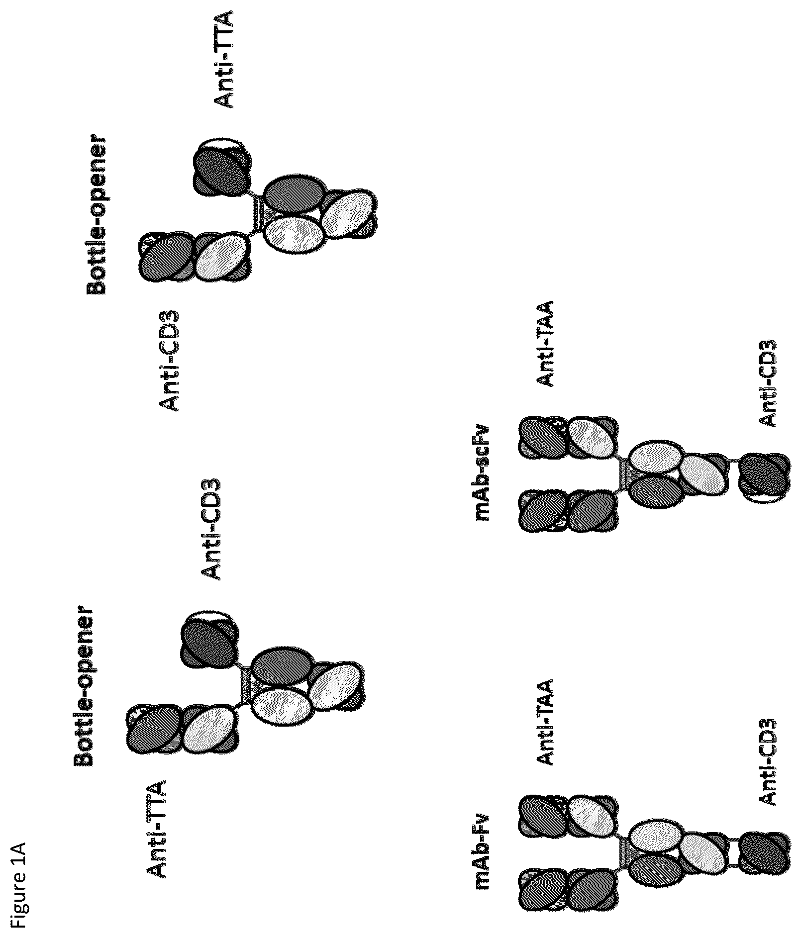 Patent US12359002 Figure 1 – Heterodimeric antibodies that bind CD3 and tumor antigens